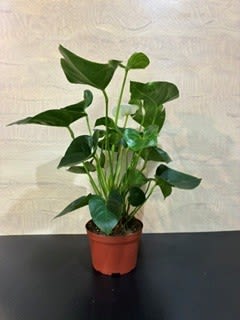 Houseplant Anthurium - Anthurium