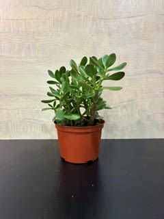 Houseplant Jade - Jade plant