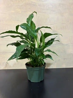 Houseplant peace lily - Peace lily