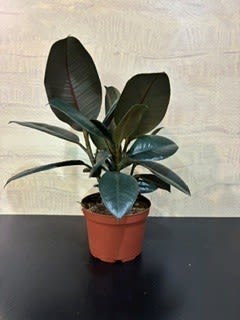 Houseplant rubber tree - Rubber plant
