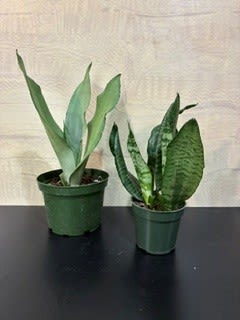 Houseplant snake plant - Snake plant