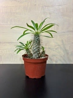Houseplant, cactus/succulent - Snake Plant