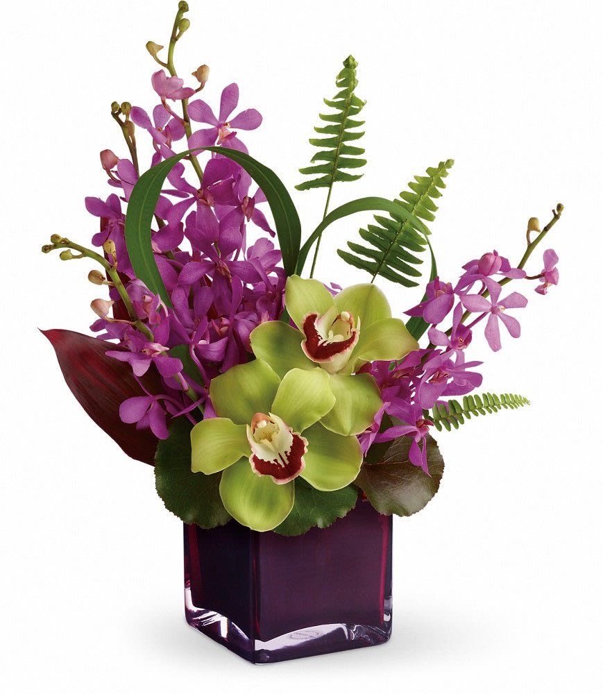     Orchid Paradise Cube -     Exotic green cymbidium orchids and vibrant purple mokara orchids create a luxurious tropical-inspired arrangement full of elegance and sophistication. A stunning design perfect for upscale gifting or modern décor.
