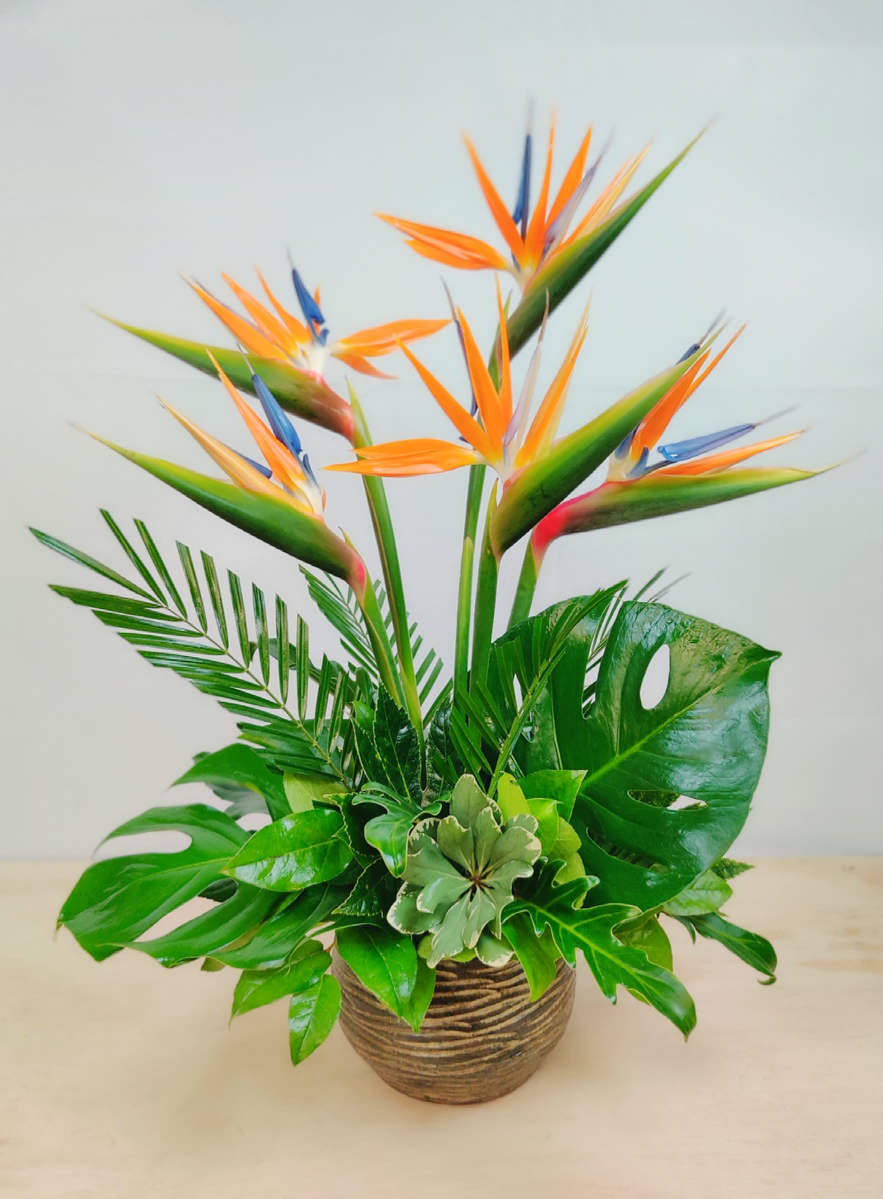 Simple Flight Birds of Paradise - Heavy indoor/outdoor ceramic pot filled with a fresh floral arrangement of birds of paradise and tropical foliage. This simple collection is great for any occasion, the bird of paradise lover or a great option to send someone a tropical pick me up. Approximate height 28"
