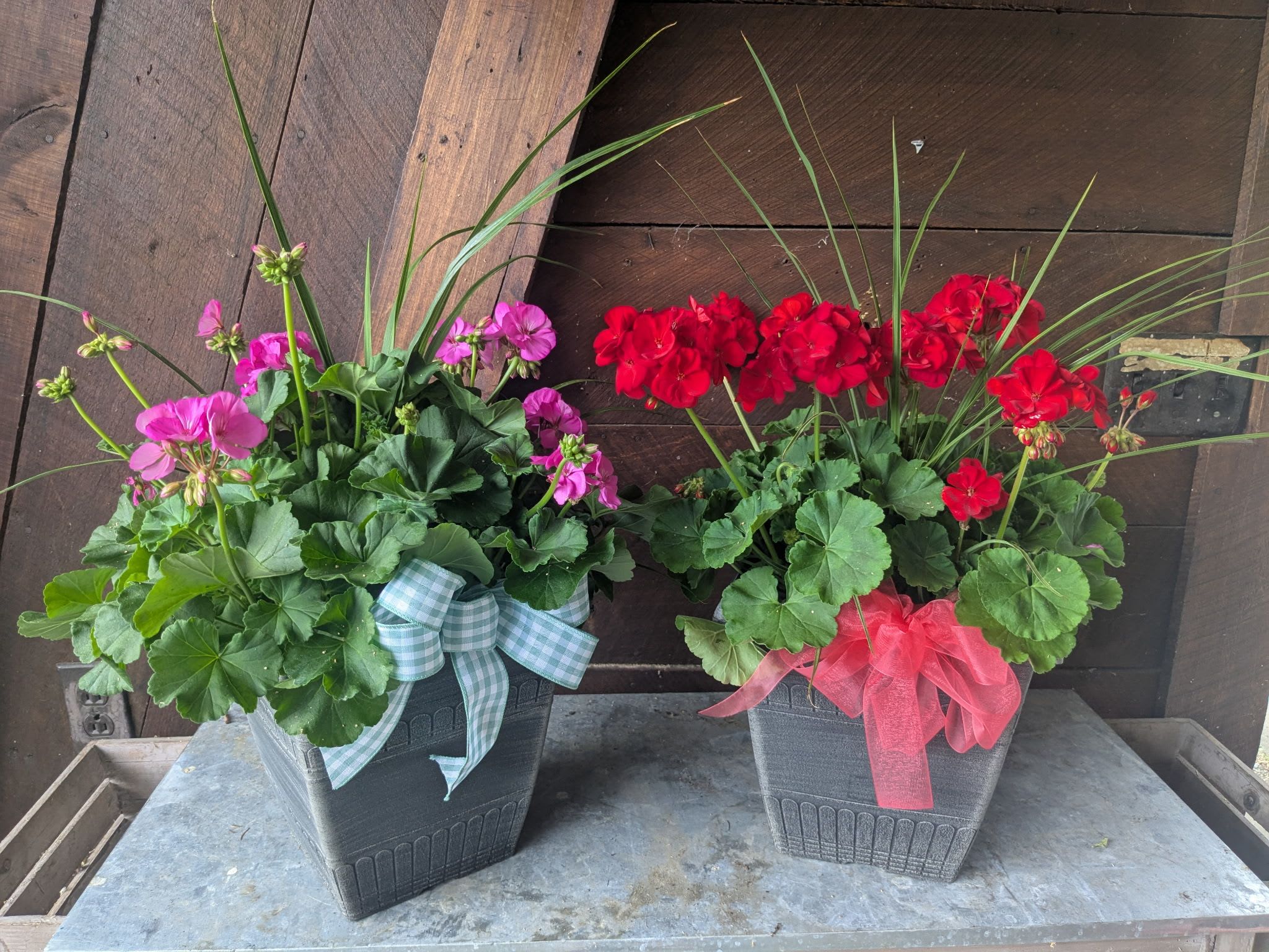 Two potted geranium arrangements with ribbon bows