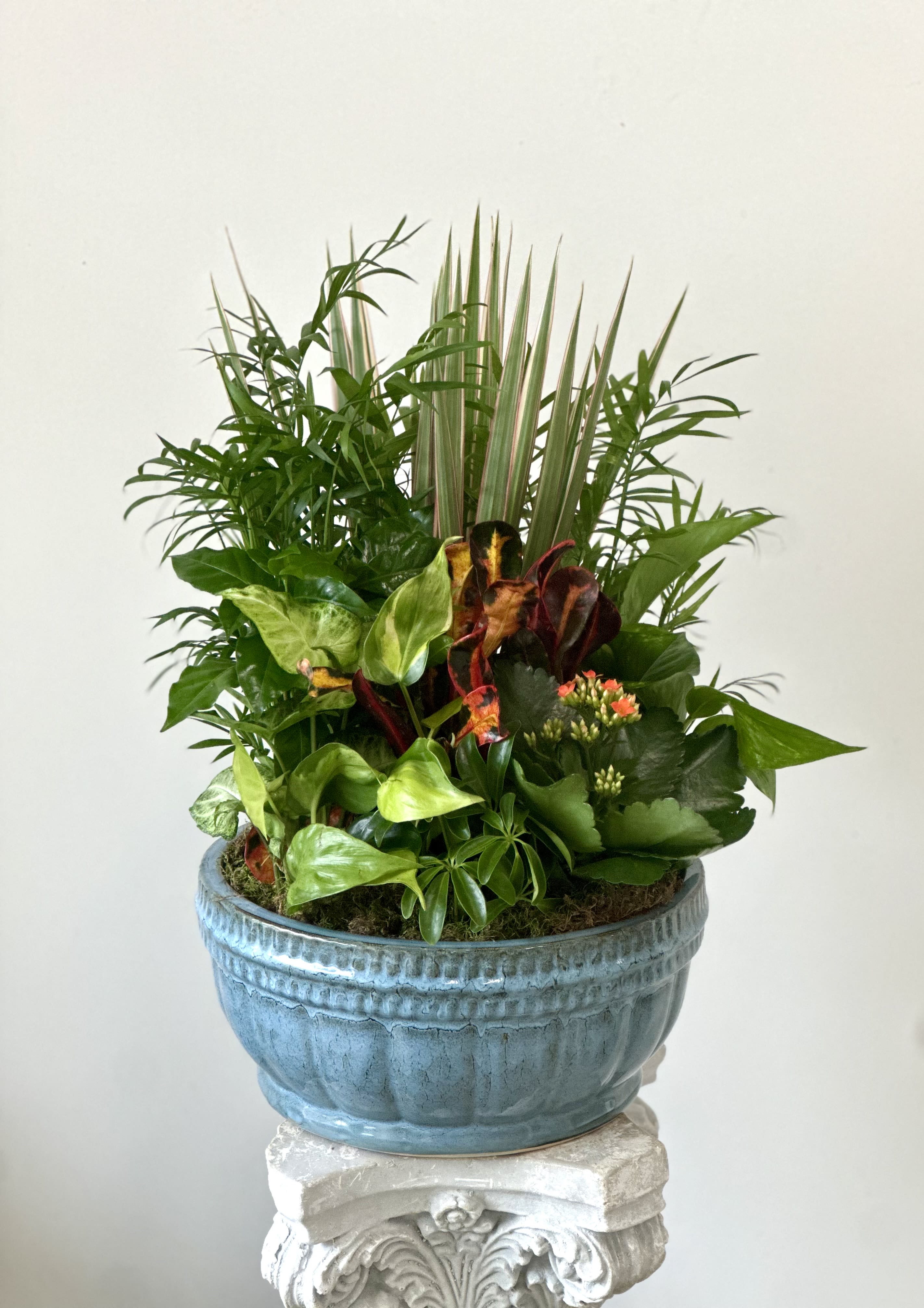 Dish Garden by Westford Florist Floral Art by Veny 12-inches, including blooming Kalanchoe. - Indulge in the opulence of nature with our exquisite Dish Garden 12-inch. Elevate your surroundings with a touch of sophistication, courtesy of lush green plants nestled in a sleek ceramic pot. This meticulously crafted arrangement is sure to add a luxurious element to any room. Bring the beauty of the outdoors inside and treat yourself or someone special to a gift that exudes elegance and style. Transform your home or office into a sanctuary of tranquility with this timeless piece from Westford Florist. Experience the ultimate blend of nature and glamour - order your Dish Garden today.