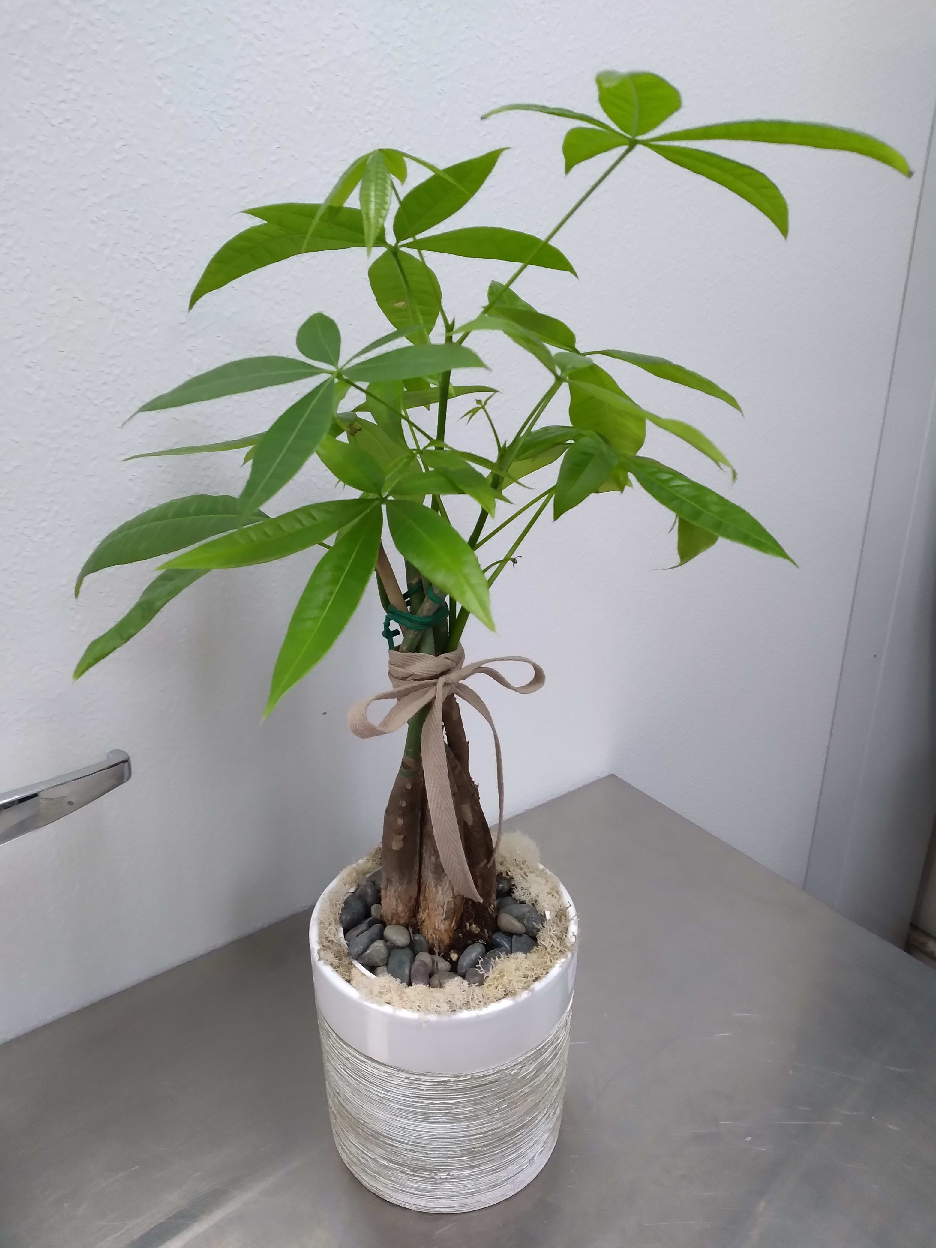 Potted money tree plant in a white ceramic container with a ribbon bow