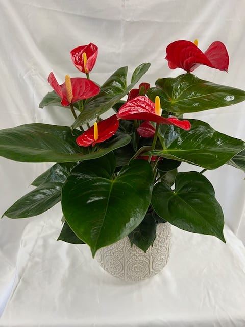 Potted anthurium plant with red blooms in a patterned ceramic pot