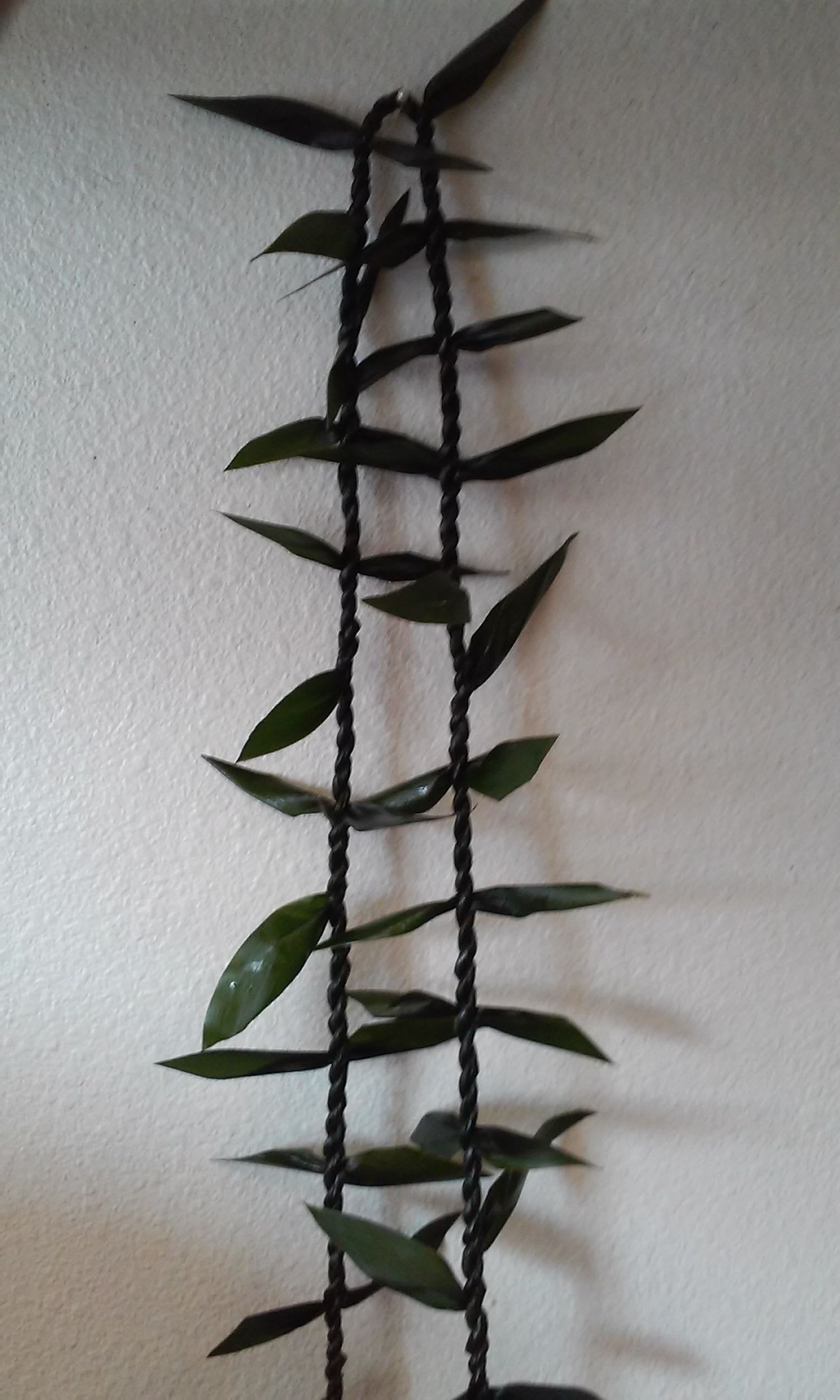 Black braided hanging planter with small green leaves