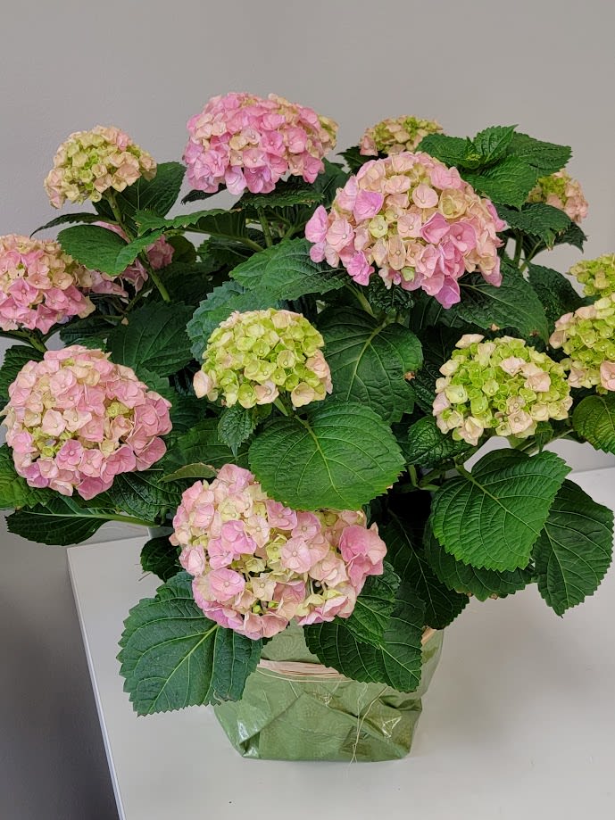 Pink Hydrangea Blooming Plant - A beautiful large Pink Hydrangea Plant with many blooms.