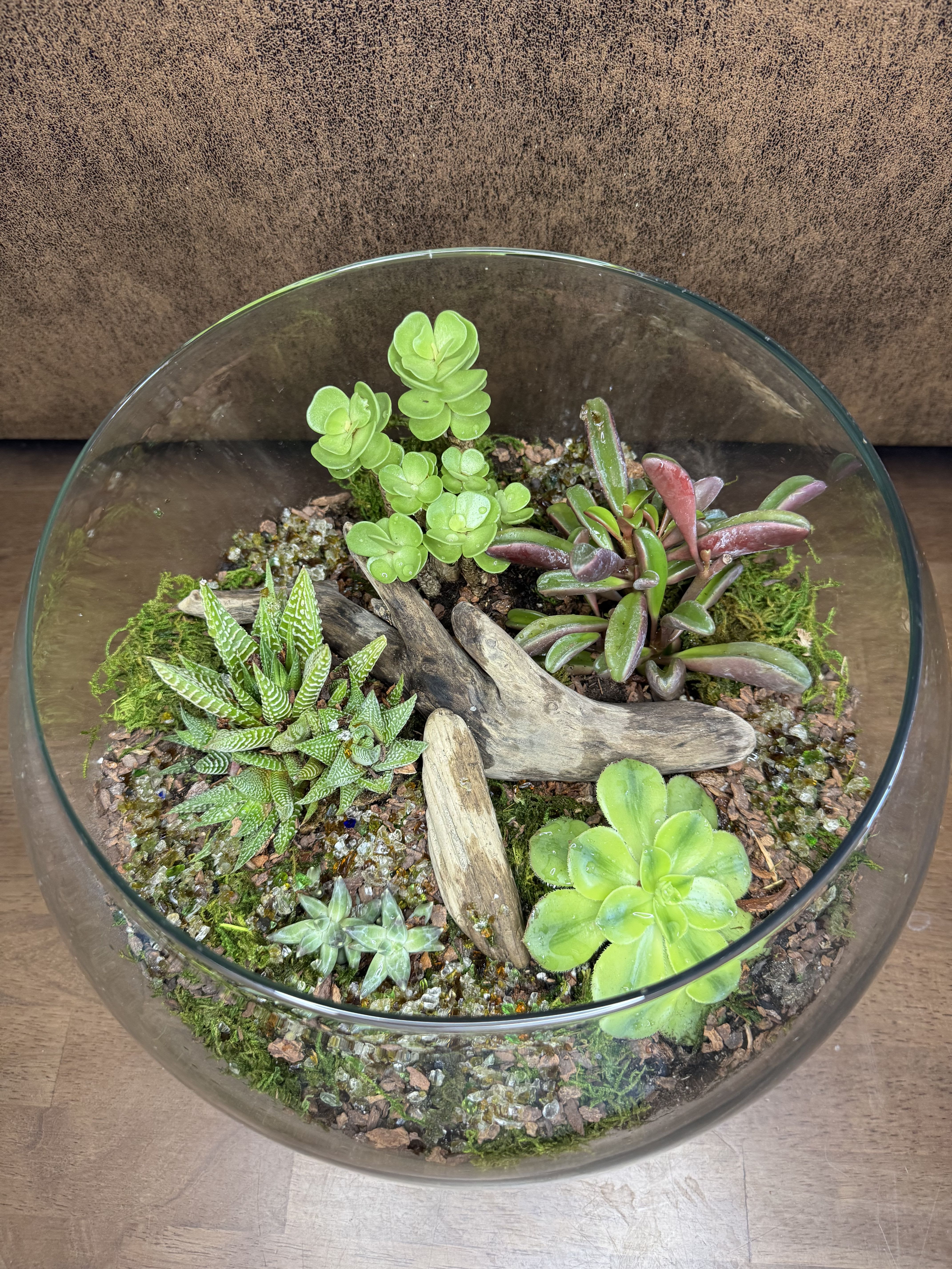 12” Bubble Bowl Succulent Terrarium  - This big beautiful terrarium bowl is an easy keeping beauty. 12” bowl. 
