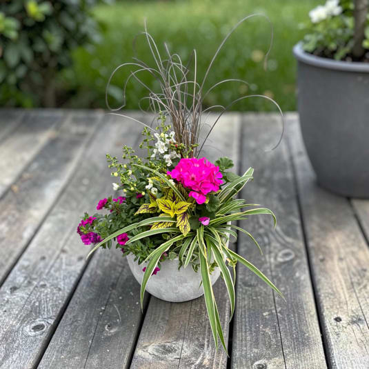 Medium White Ceramic Planter - Bright hot-pink chrysanthemums and jewel-toned purple calla lilies create an immediate sunny hello in this medium white ceramic planter-an everyday flower arrangement perfect for birthdays, housewarmings, or a cheerful thank-you. The combination of bold pinks, crisp whites, and deep purples reads as joyful and casual, so the person you're thinking of will feel noticed and genuinely celebrated the moment they see it.  This compact container pairs rounded clusters of small white blooms and soft dahlias or dianthus with layered green foliage-including lime-green and burgundy-variegated leaves-and long arching grass blades for height and movement. Curly twig stems add playful texture while a little garden gnome figurine tucked at the base brings whimsical charm. Presented in a low gray or white ceramic pot, the arrangement works well on tabletops, entry consoles, or kitchen counters and brings a lively, garden-inspired look indoors.  Ideal for springtime cheer, seasonal decorating, or everyday gifting, this potted design needs only regular watering to keep the soil lightly moist and occasional trimming of spent blooms to stay fresh. Available in a medium size, it's ready to brighten a room and make the recipient feel truly seen.