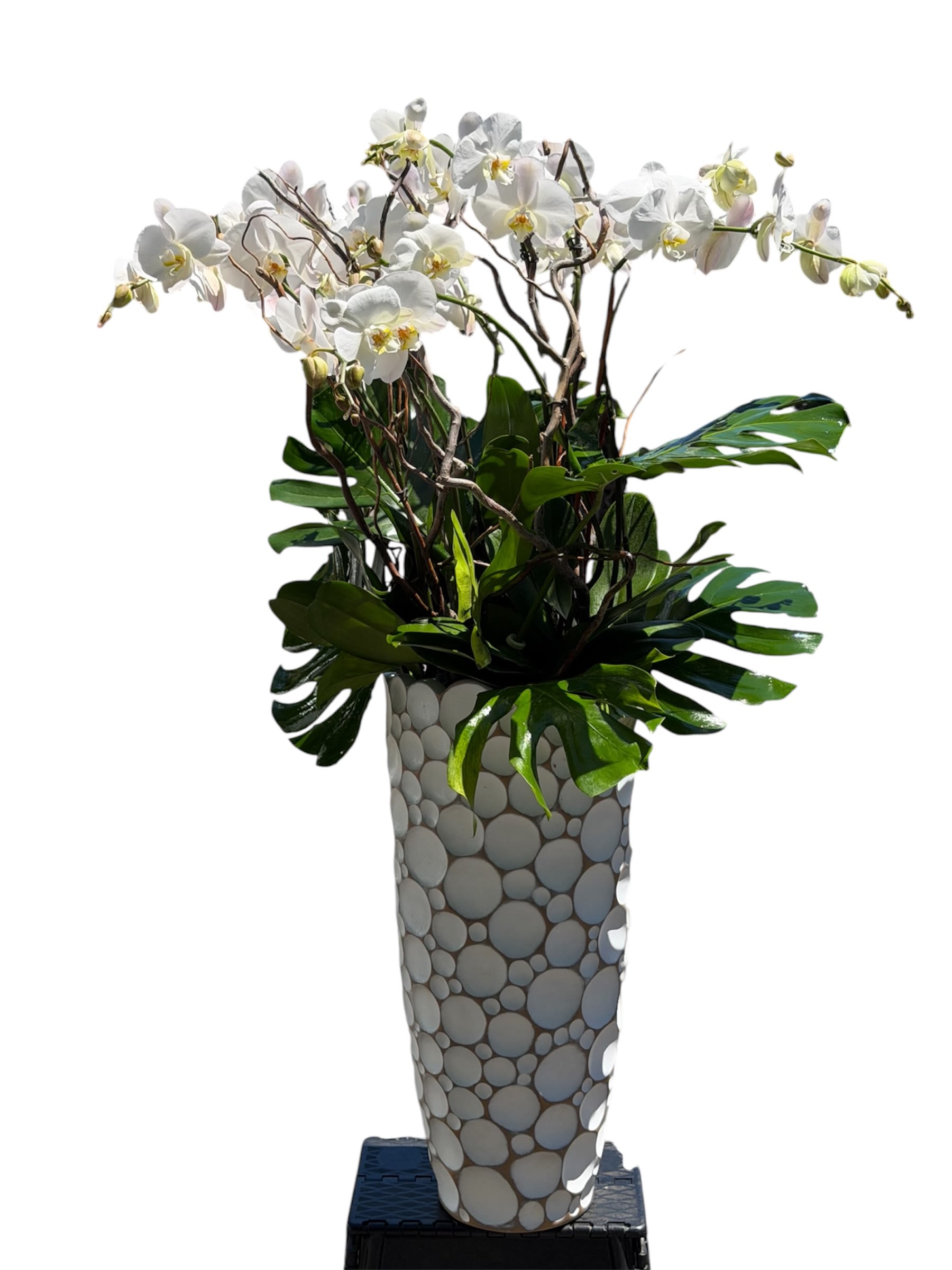 Isla Bloom  - A luxurious 12‑stem white orchid plant arranged in an elegant vase, accented with white monstera leaves and curly willow for a modern, sculptural finish.