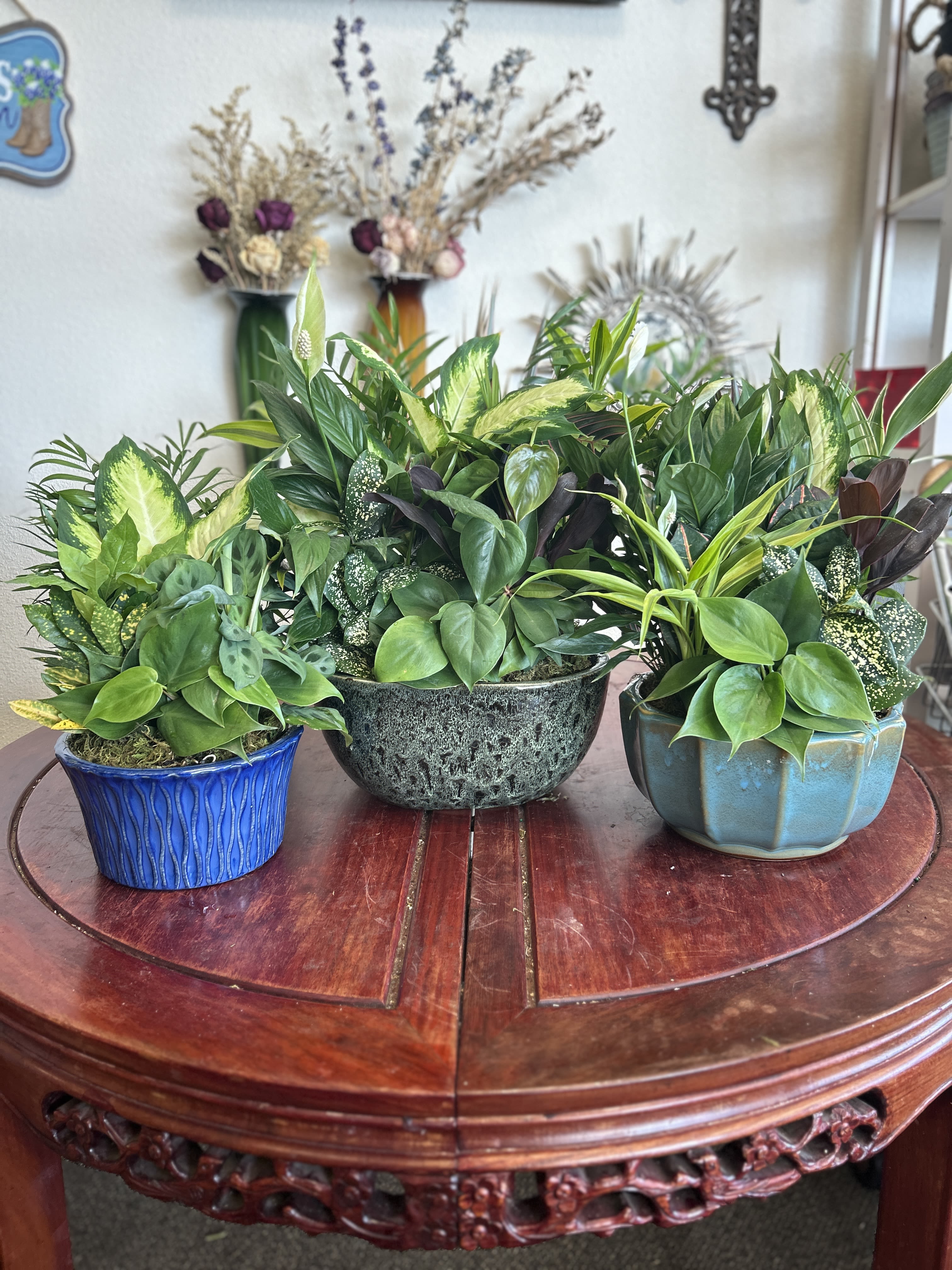 Ceramic Dish Gardens  - A beautiful, fresh variety of green plants in a gorgeous ceramic pot perfect for any occasion.