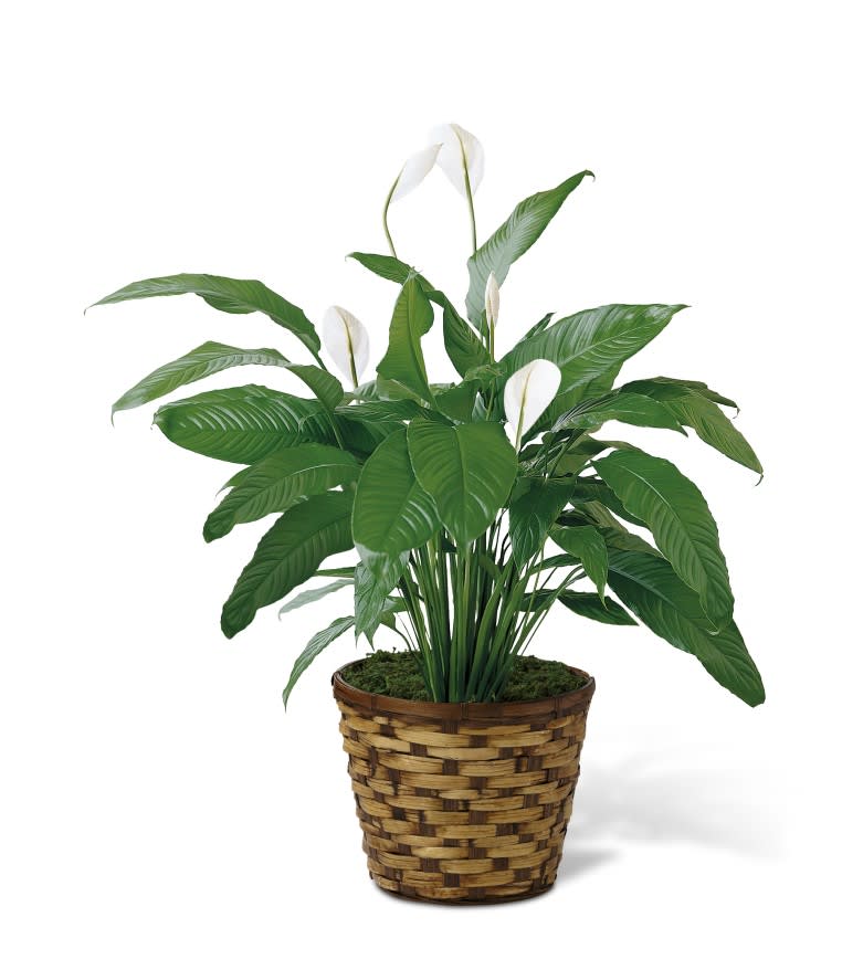 White peace lily plant in a woven basket planter