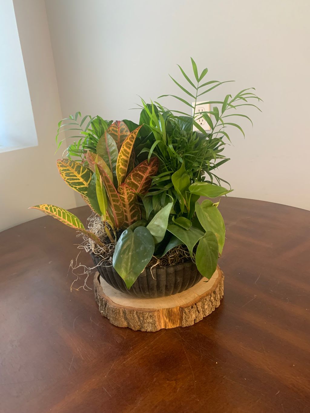 Mixed potted houseplants in a dark bowl planter on a wood slice base