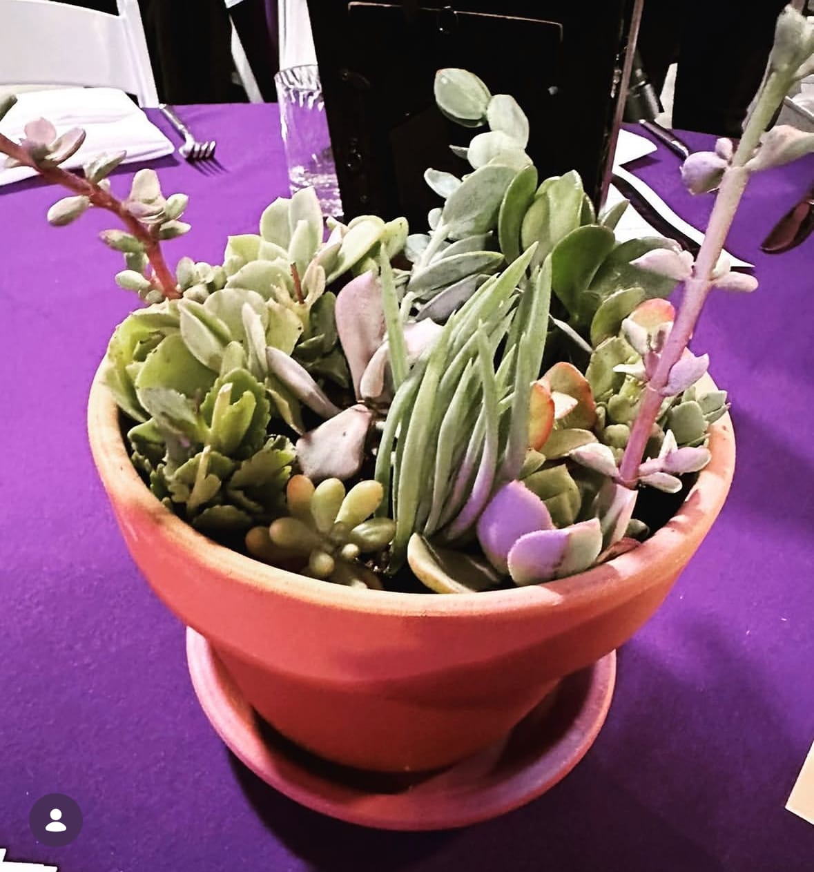 Succulent Centerpiece - Succulent Centerpiece