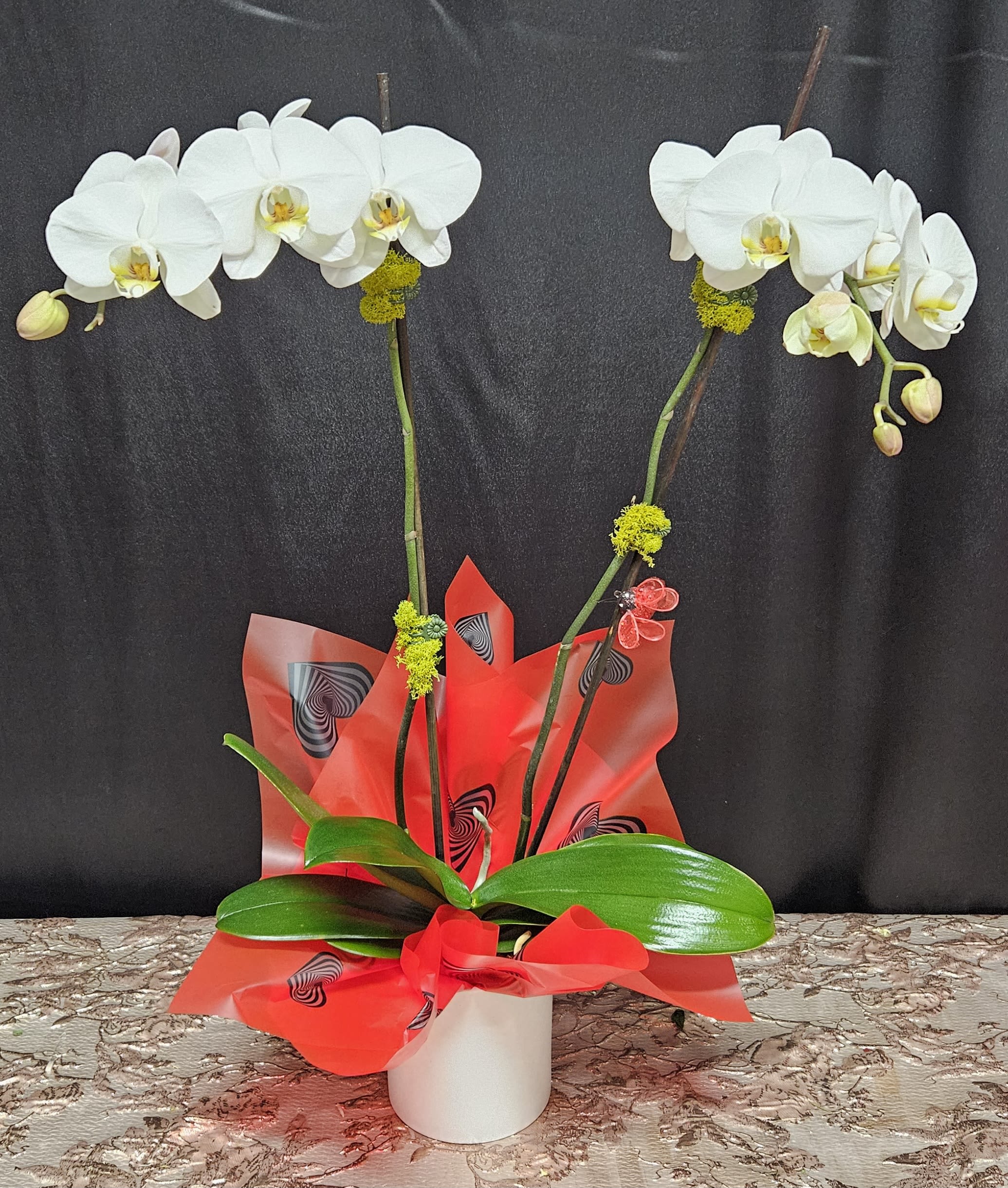 White orchids in a white pot with red wrapping