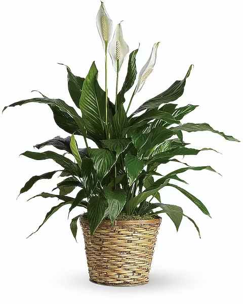Simply Elegant Spathiphyllum (Peace Lily) - Medium - Known for its indoor beauty and ability to clear the air of contaminants, this brilliant green plant with dazzling white blossoms makes a perfect gift for almost any occasion. low-maintenance. High quality. Bet you never knew delivering elegance could be this simple. This spathiphyllum comes in an 8" woven wicker basket. It's a great medium for delivering vitality.  