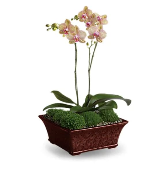 Potted orchid plant with pale pink blooms in a rectangular planter
