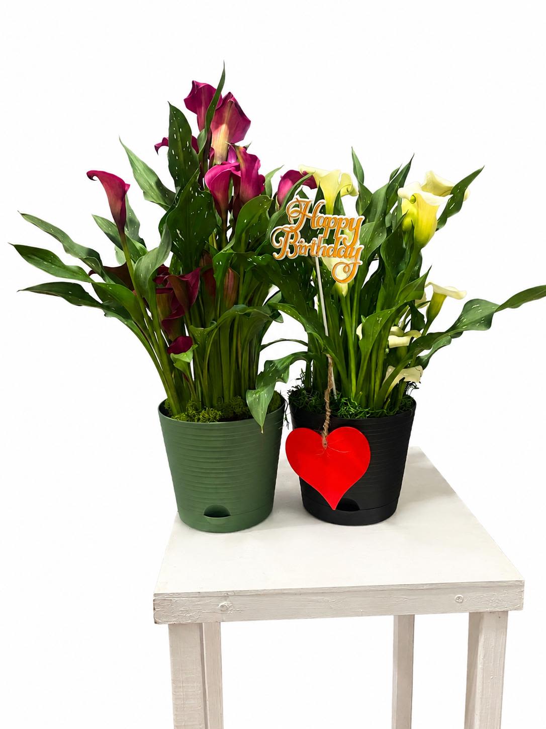 Twilight Calla Charm - Celebrate birthdays with elegance and charm with this stunning double calla lily arrangement. Featuring rich burgundy and creamy white calla lilies nestled in stylish pots, this arrangement brings sophistication and warmth to any space. Accented with lush green foliage, a cheerful “Happy Birthday” topper, and a hanging heart detail, it’s the perfect gift to brighten someone’s special day. Long-lasting and easy to care for, these blooming beauties make a memorable present for loved ones, friends, or coworkers.