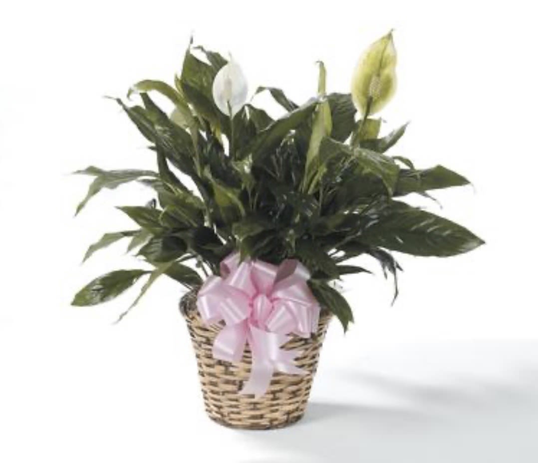 Large Peace Lily with bow - The peace lily represents, peace, innocence, rebirth, and purification of the soul, making it a comforting living tribute. Presented with a bow to match the service or person being honored. 