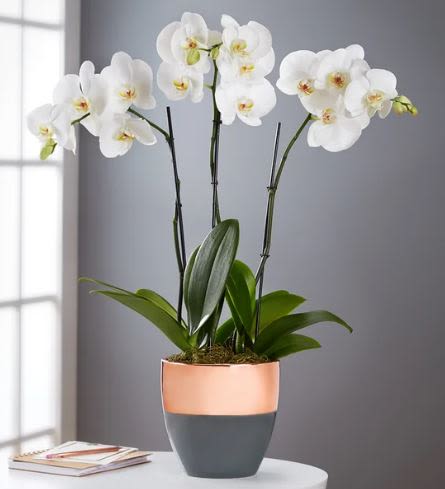 Serenity Orchid Planet - Pet Friendly? NO. While Phalaenopsis Orchids are generally considered non-toxic to cats and dogs by the ASPCA, the decorative moss or potting medium can sometimes cause digestive upset if ingested. Keep out of reach of curious household pets to protect the delicate stems.   Human Allergy Note : No major allergy-triggering flowers noted. These orchids produce very little airborne pollen, making them an excellent choice for sensitive individuals.  Care &amp; Longevity : To keep your orchids blooming, place the pot in bright, indirect light and avoid drafty areas or heating vents. Water sparingly—about one ice cube or two tablespoons of water per stem once a week—ensuring the roots never sit in standing water. Gently mist the leaves occasionally, but avoid getting water on the flower petals to prevent spotting.  Best Occasions &amp; Situations :  - Professional “Thank You” or Office Gift  - Housewarming for a modern home  - Elegant Birthday surprise  - Anniversary celebration ️ - Creating a zen home sanctuary  - Long-lasting alternative to cut flowers  Why Customers Love It : - Long-lasting beauty that outlives traditional cut arrangements. - Modern aesthetic with a premium, dual-toned metallic and charcoal pot. - Low maintenance schedule that only requires weekly watering. - Hypoallergenic qualities for a sneeze-free gift. - Instant impact due to the impressive height and multiple flower stems.