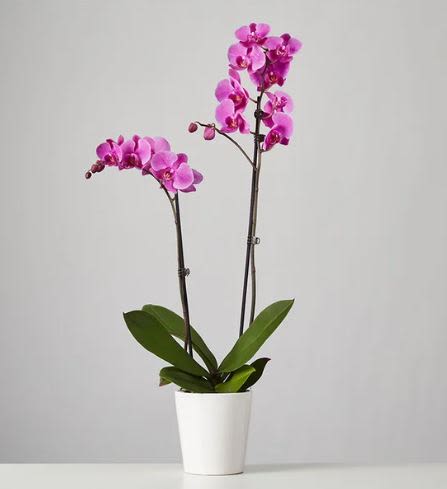 Two Stem Purple Phalaenopsis Orchid - Pet Friendly? NO . Phalaenopsis orchids are non-toxic to cats and dogs according to the ASPCA. While safe for household pets, it is still best to keep the plant out of reach to prevent curious nibbling from damaging the delicate blooms.   Human Allergy Note : No major allergy-triggering flowers noted. These orchids produce very little airborne pollen, making them an excellent choice for sensitive individuals.  Care &amp; Longevity : To keep your orchid thriving, place it in bright, indirect light and avoid drafty vents or direct afternoon sun. Water sparingly—about once a week—allowing the medium to nearly dry out before watering again. Ensure the inner pot drains well so the roots never sit in standing water.   Best Occasions &amp; Situations :  - Elegant birthday surprise  - Polished anniversary gift  - Sophisticated housewarming present  - Professional “thank you” for an office  - Long-term “get well” encouragement  - Zen addition to a home workspace  Why Customers Love It : - Long-lasting beauty that outlives traditional cut bouquets. - Minimalist aesthetic that fits perfectly with modern home decor. - Pet-safe and allergy-friendly for a worry-free gift. - Low-maintenance care requirements for busy recipients.