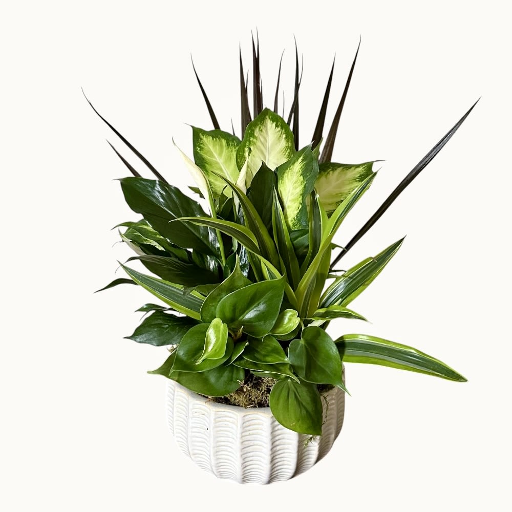 Dish Garden 8” ( Gorgeous Mixed Foliage Planter with five different plants that are easy to care ) - Lush architectural foliage takes center stage in this modern dish garden, a perfect plant gift for housewarming, office and everyday décor. The arrangement feels fresh and calming-tall, narrow spiky leaves rise above a dense cluster of glossy broad and variegated foliage to create strong vertical contrast and layered texture. Its clean, contemporary look makes it an understated yet confident choice when you want the person you're thinking of to feel cared for and seen.  Planted in a white ceramic planter with subtle ribbed or scalloped texture and finished with moss at the base, the composition balances sculptural form with soft, natural color-deep greens, lime-variegated tones and a few darker, dramatic accents. Compact and easy to place on a desk, shelf or coffee table, this dish garden requires basic plant care and bright, indirect light; ideal for someone who wants living décor without high maintenance.