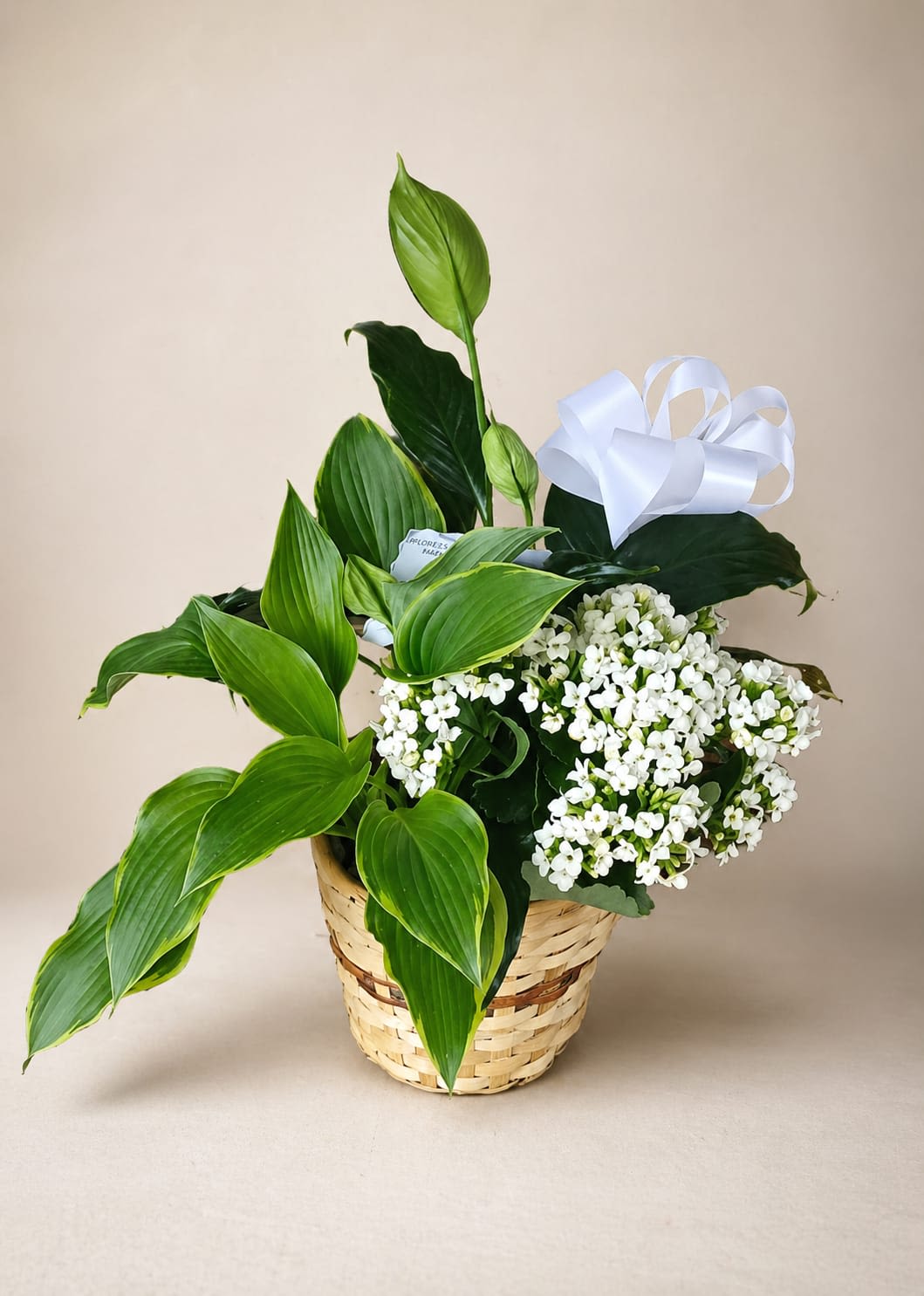 Garden Harmony Basket - A fresh, garden-inspired arrangement that brings calm and understated elegance to housewarming, everyday gifting, or a thoughtful sympathy gesture. This upright flower arrangement features a dense cluster of small white blossoms paired with broad, glossy green foliage to create a natural, full composition that reads as both serene and living. The woven basket and a soft white ribbon bow complete the look with a warm, homey finish.  The design's long leaves extend outward and upward for a relaxed, garden-like silhouette that fits on a console table, entryway, or beside a favorite chair. Colors are soothing greens and crisp whites, with varied textures from tiny blooms to large glossy leaves that catch light and add depth. Sized to be a noticeable yet gentle presence, it arrives ready to display in its basket-no vase needed-and is ideal for the person you want to comfort, celebrate a new home, or simply brighten an ordinary day.