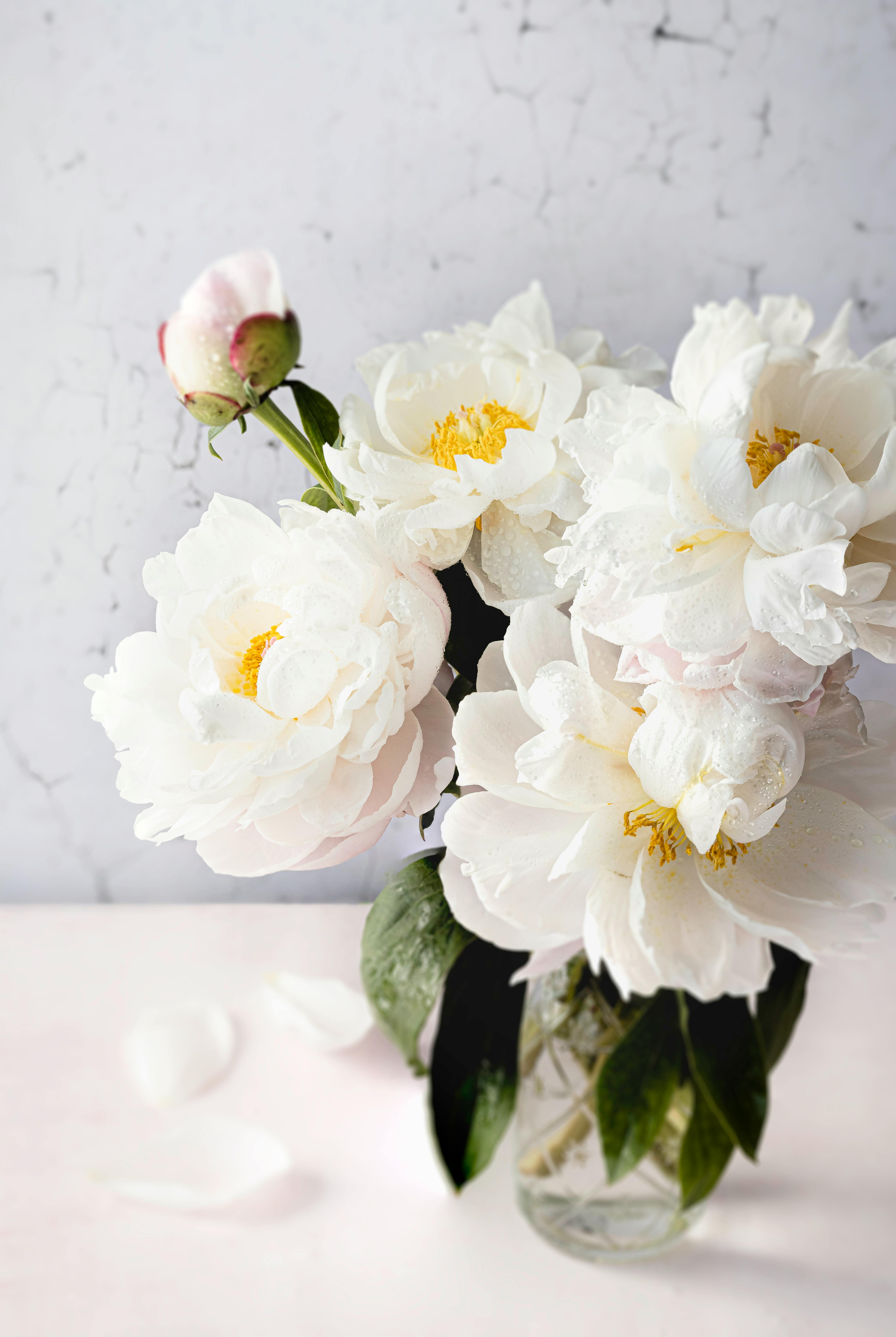 White peonies in a clear glass vase