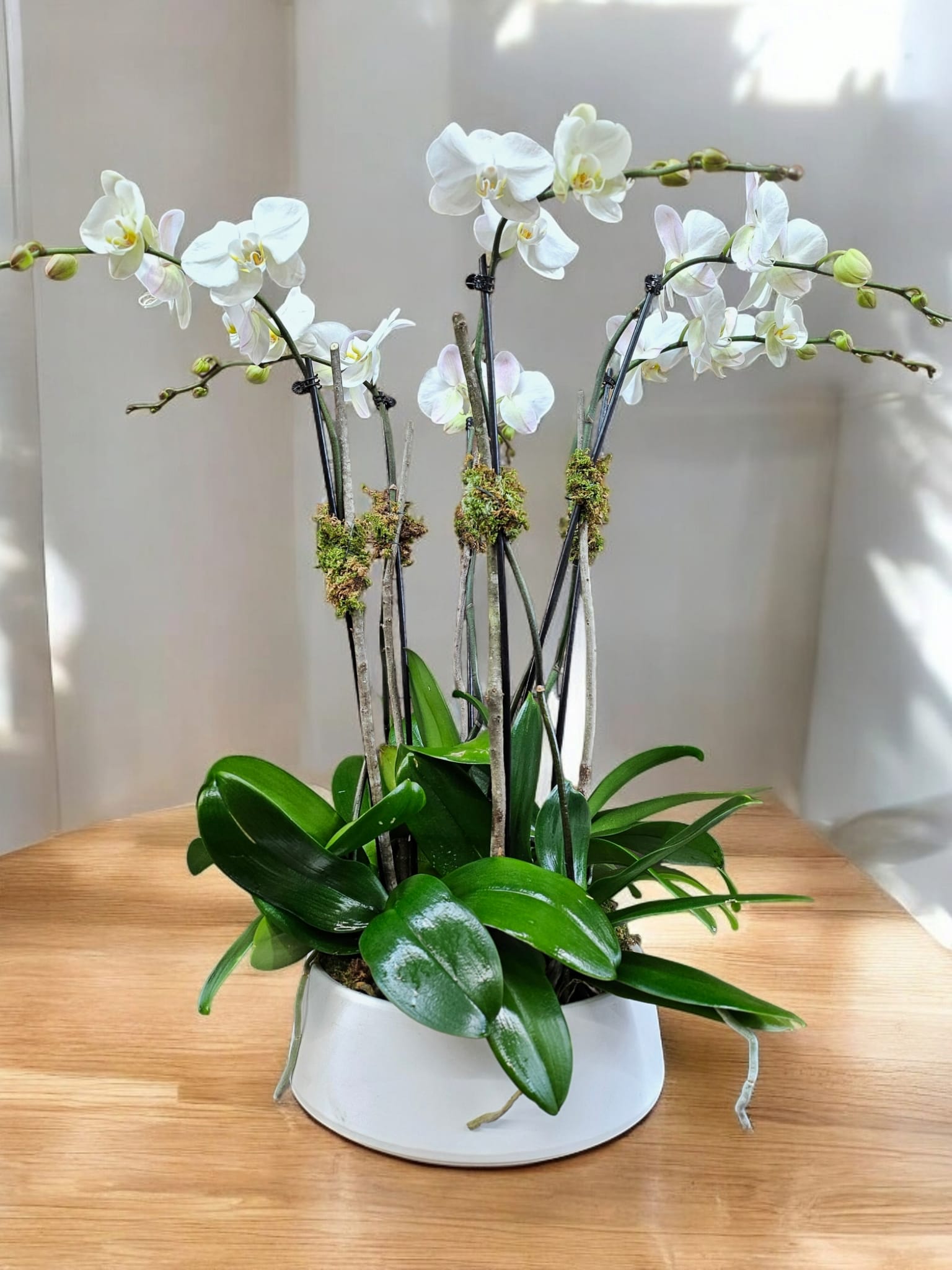 White orchid plant in a white pot with glossy green leaves