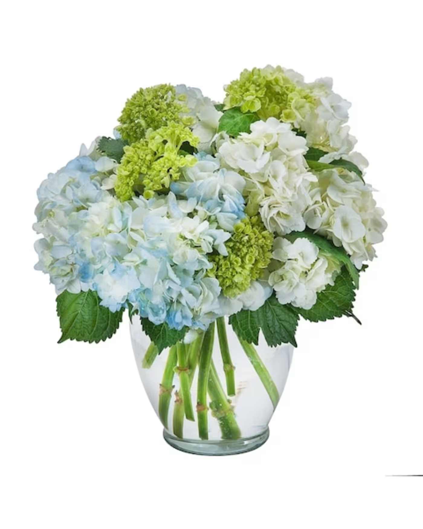 Hydrangea Happiness - A lush cluster of hydrangea blooms in soft white, pale blue, and lime green creates an instant moment of joy-perfect as a spring birthday bouquet or a gentle celebratory gift. This hydrangea arrangement for special occasions reads fresh and elegant at first glance, the cool pastel palette helping the recipient feel seen and uplifted.  Tightly gathered into a rounded, compact shape, the all-hydrangea design sits in a clear glass vase that shows the clean stems under water for a modern, airy look. The blooms are full and pillowy, blending crisp white, delicate blue, and subtle green tones for a soothing, textured display that fits on a table, mantel, or bedside. The vase keeps the arrangement neat and gift-ready.  Ideal for welcoming a new baby, sending congratulations, or saying "thinking of you," this arrangement is the kind of present that makes someone feel genuinely celebrated without being overdone. To keep the hydrangeas at their best, change the water regularly and trim stems slightly when refreshing the vase.