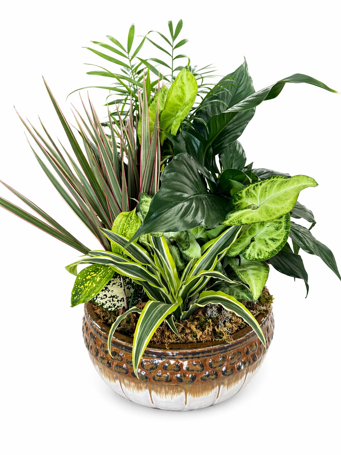 Medium Euro Dish Garden - Finished with moss or subtle accents, this style is timeless and elegant, offering a long-lasting, easy-care option that brings a touch of classic charm indoors.