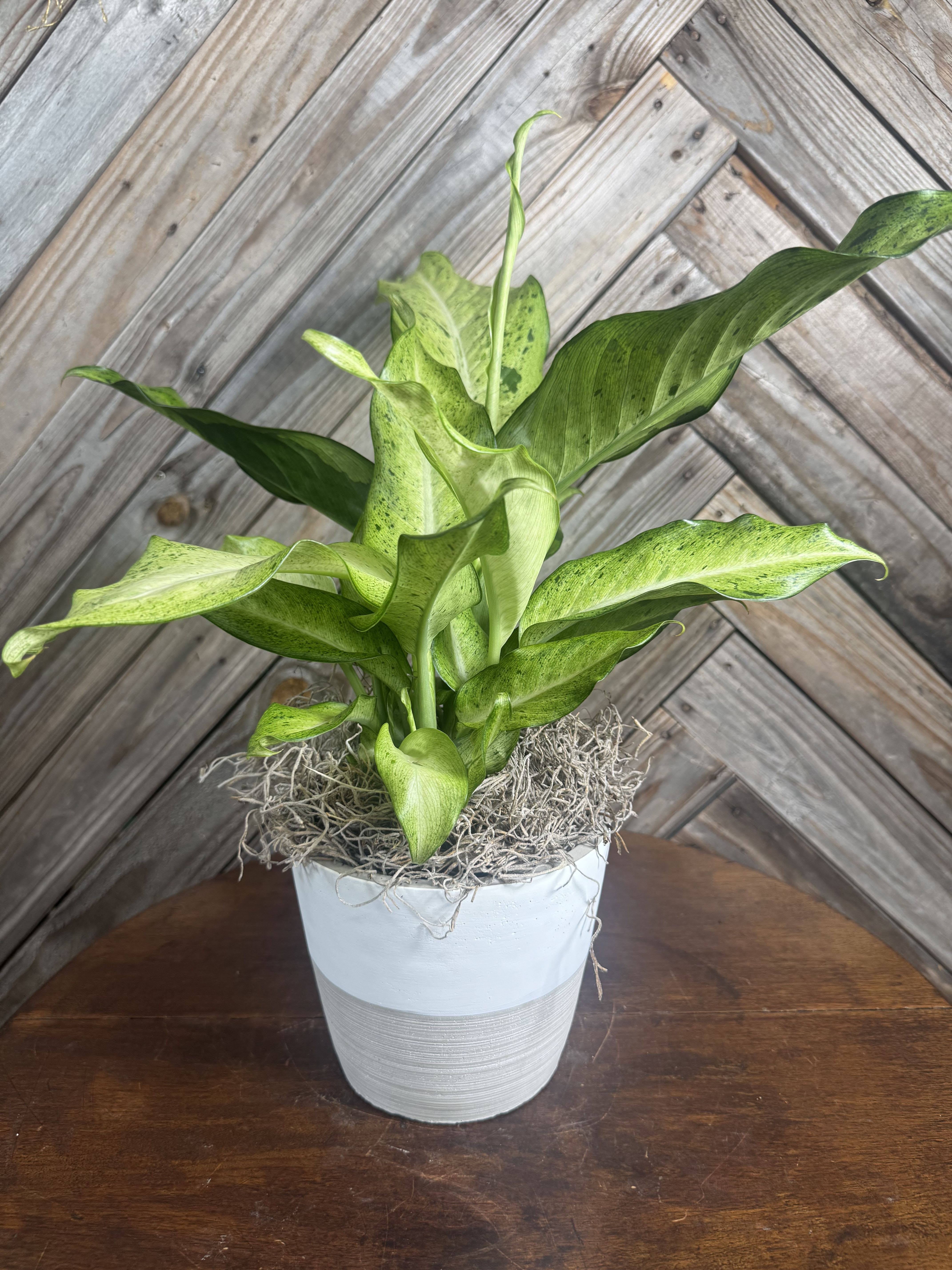 Speckle Dreams Dieffenbachia - A bold tropical houseplant showstopper in a sleek 6-inch two-tone concrete planter. Hand-picked &amp; potted with love. This striking variegated Dieffenbachia features beautiful speckled leaves in deep green, lime, and creamy white. The unique camouflage pattern adds instant personality and life to any indoor space. Perfect easy-care indoor plant for busy homes or new plant parents. It thrives in medium to bright indirect light and is a forgiving, low-maintenance houseplant. Adds a fresh modern vibe as a living gift for housewarmings, birthdays, or just because. Includes the stylish concrete planter shown. A thoughtful plant gift that says “you’ve got great taste.” Note: Toxic to pets if ingested – keep out of reach of furry friends.