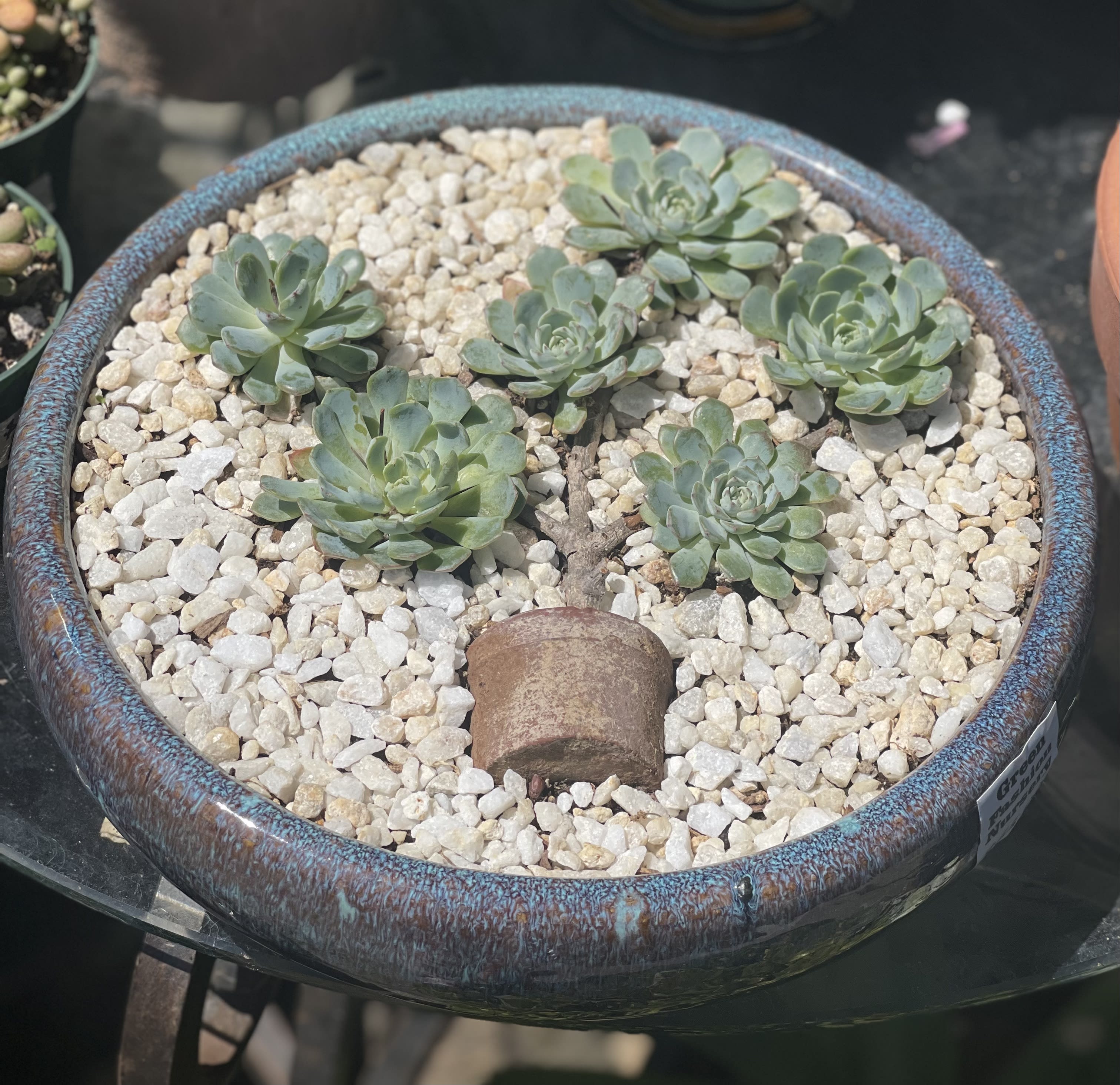 Round planter with five succulent rosettes in white pebbles