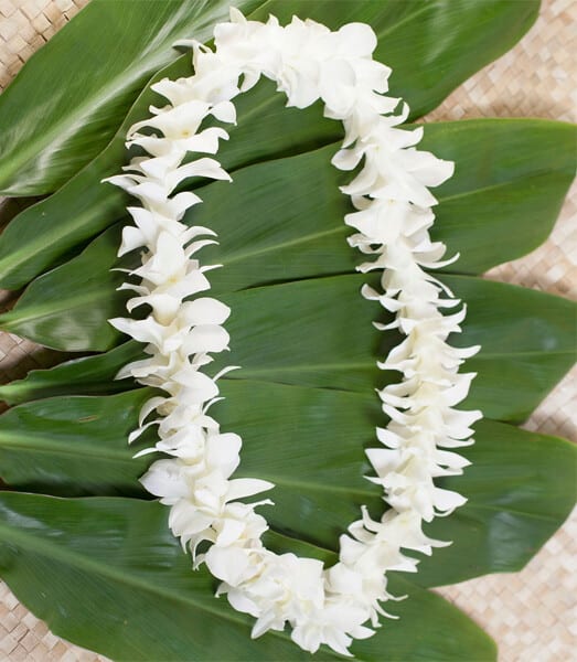 Single White Lei - Single White Lei Our leis are available for pre-order, as each one is handmade in-house. We will have limited quantities of our unique colors available. We recommend placing your pre-order early to guarantee availability.  Our biggest graduation date this year will be June 4, 2026.