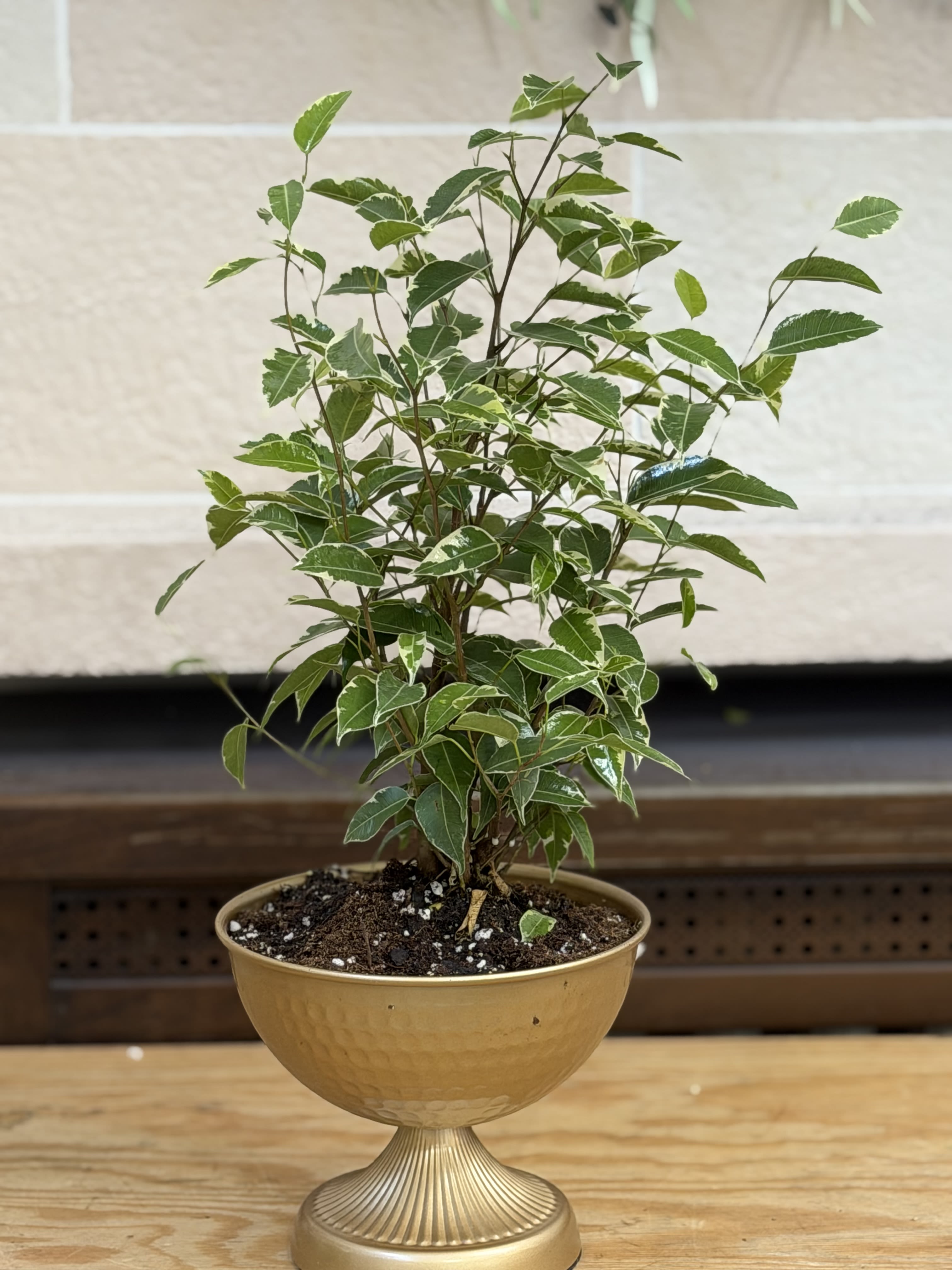 6" Ficus Stand  - A 6" ficus in a gold stand style pot. 