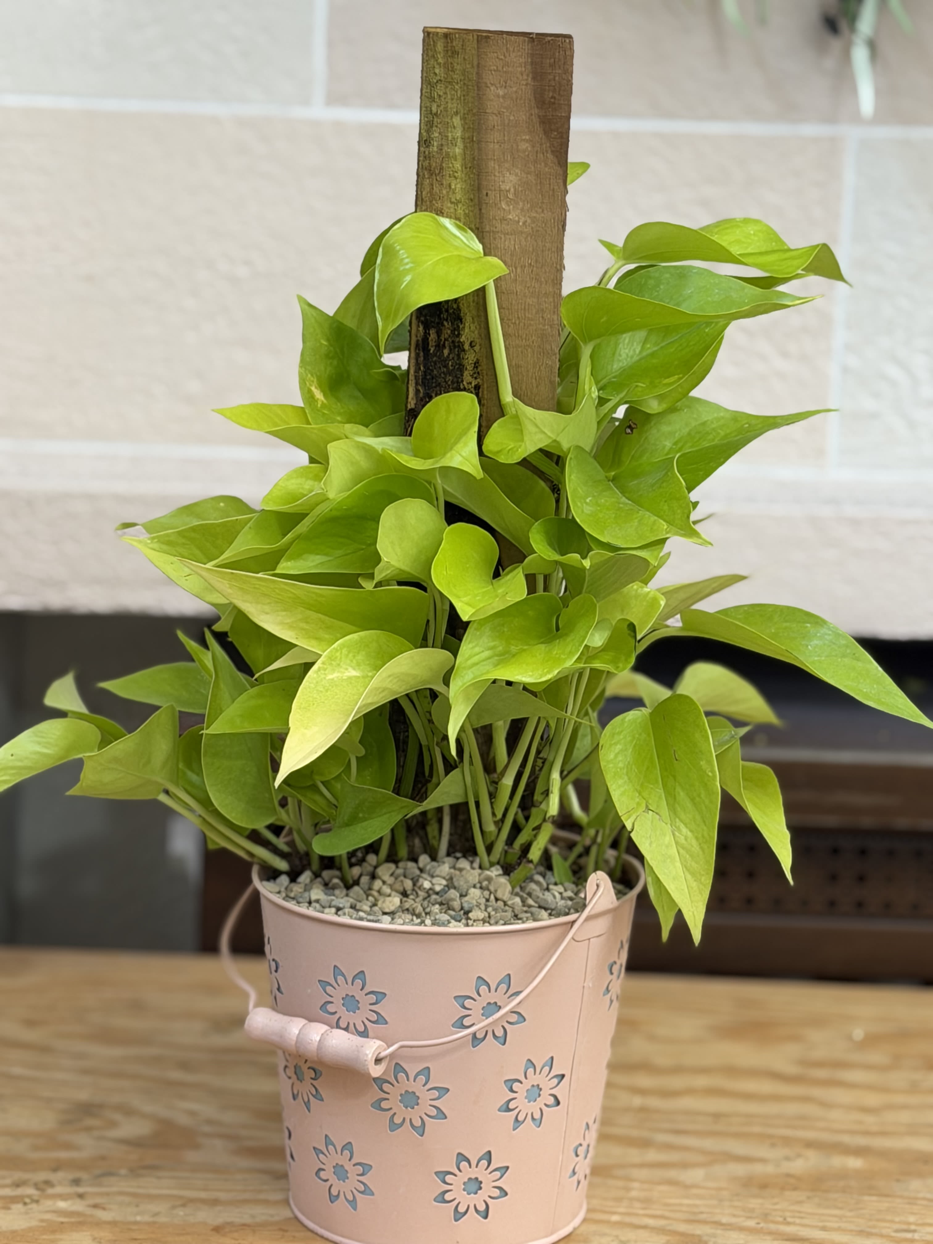 Neon Pothos Flower Bucket - A 6" neon pothos in a flower tin bucket. 