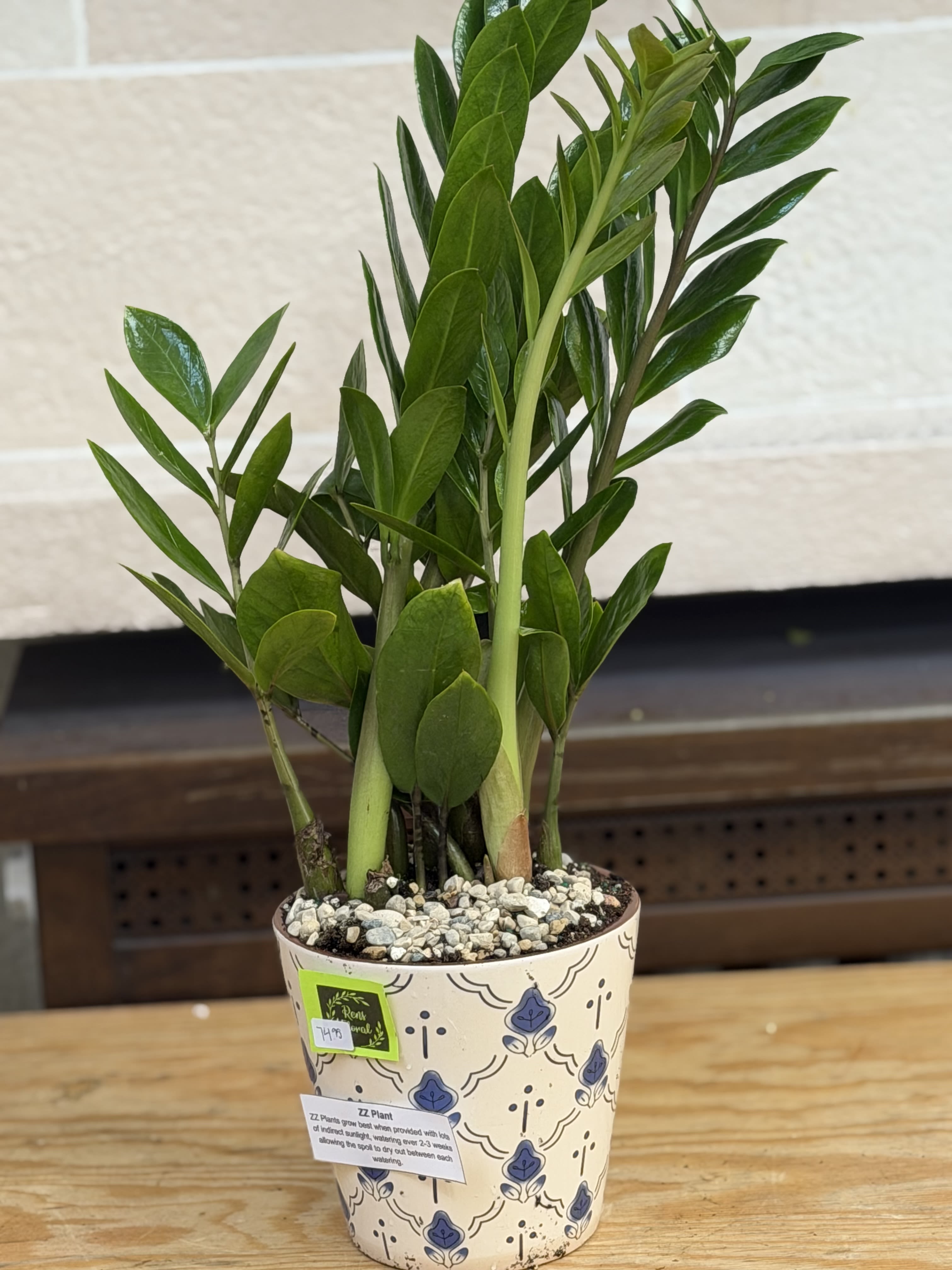 6" Ceramic Pot ZZ Plant  - A 6" ZZ plant in a blue patterned ceramic pot. 
