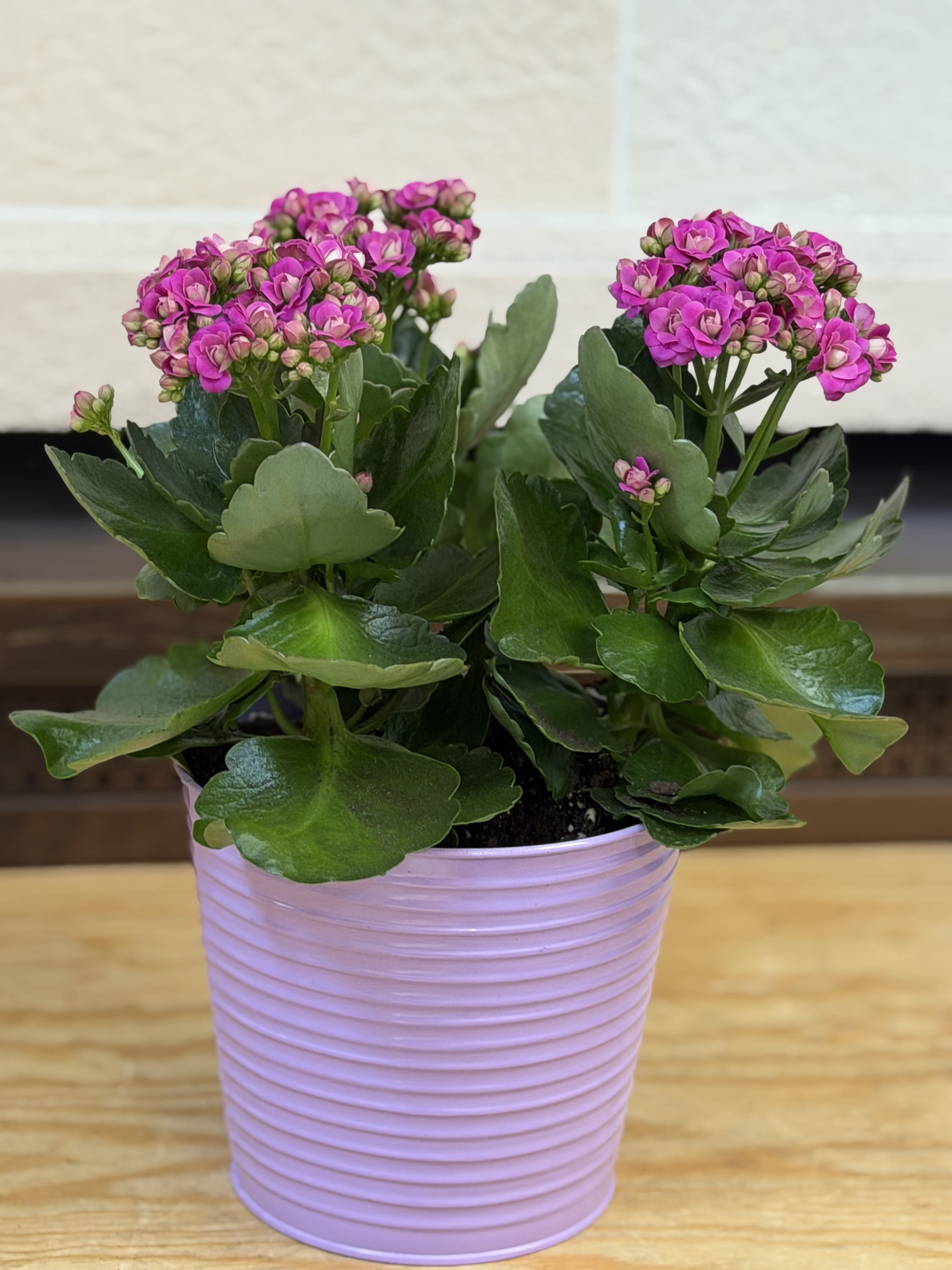 6" Kalanchoe Tin Bucket  - A 6" kalanchoe in a tin bucket. 