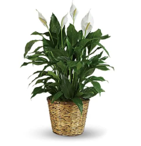 Potted peace lily plant in a woven basket planter