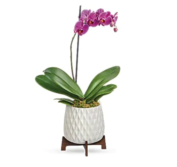 Pink orchid plant in a white textured pot on a wooden stand