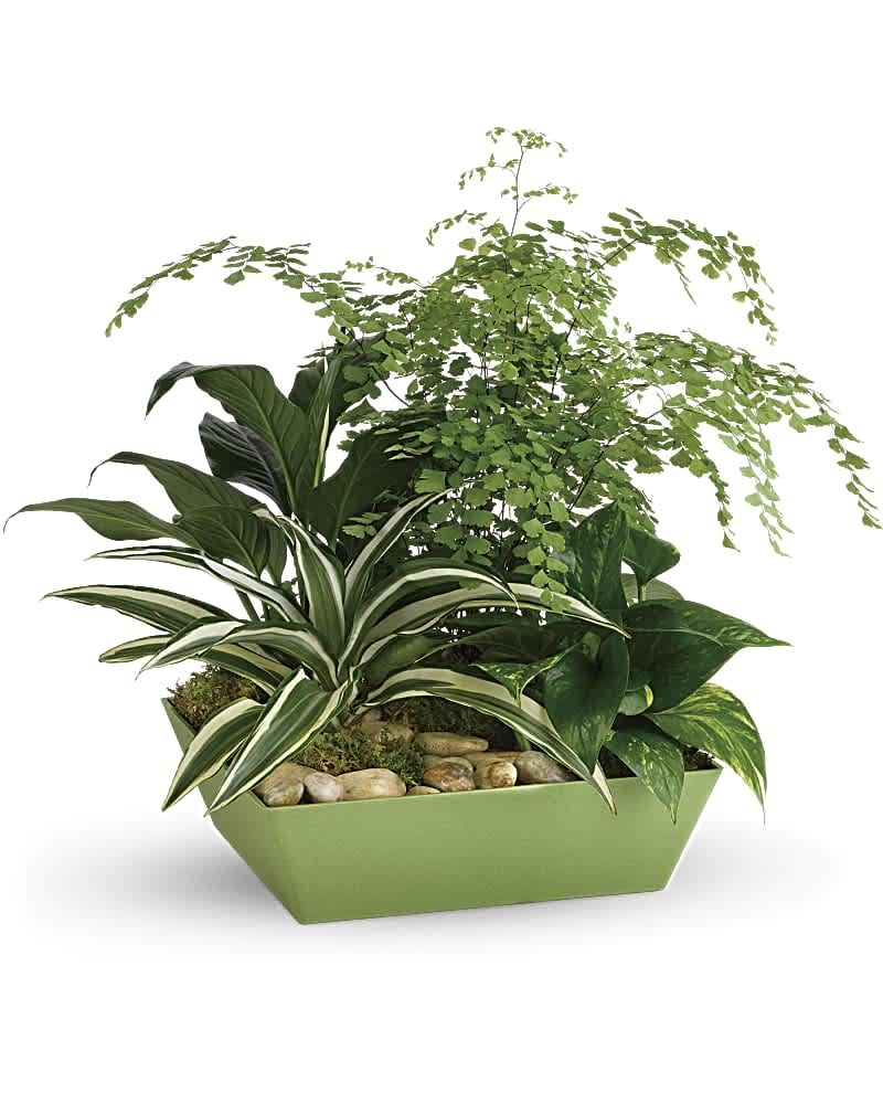 Assorted green houseplants in a low rectangular green planter with decorative pebbles