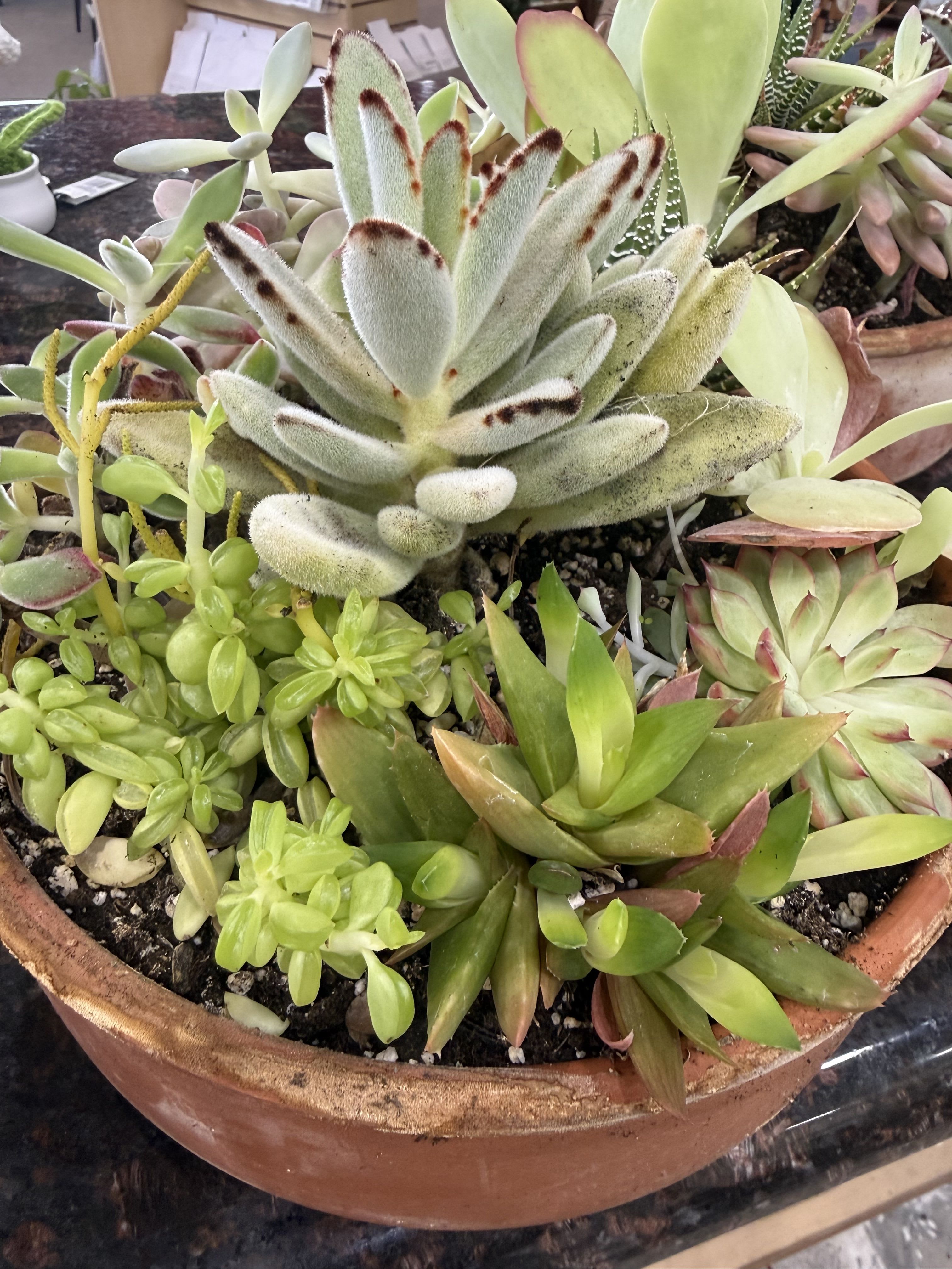 Succulent Garden - 10" clay pot with numerous succulents
