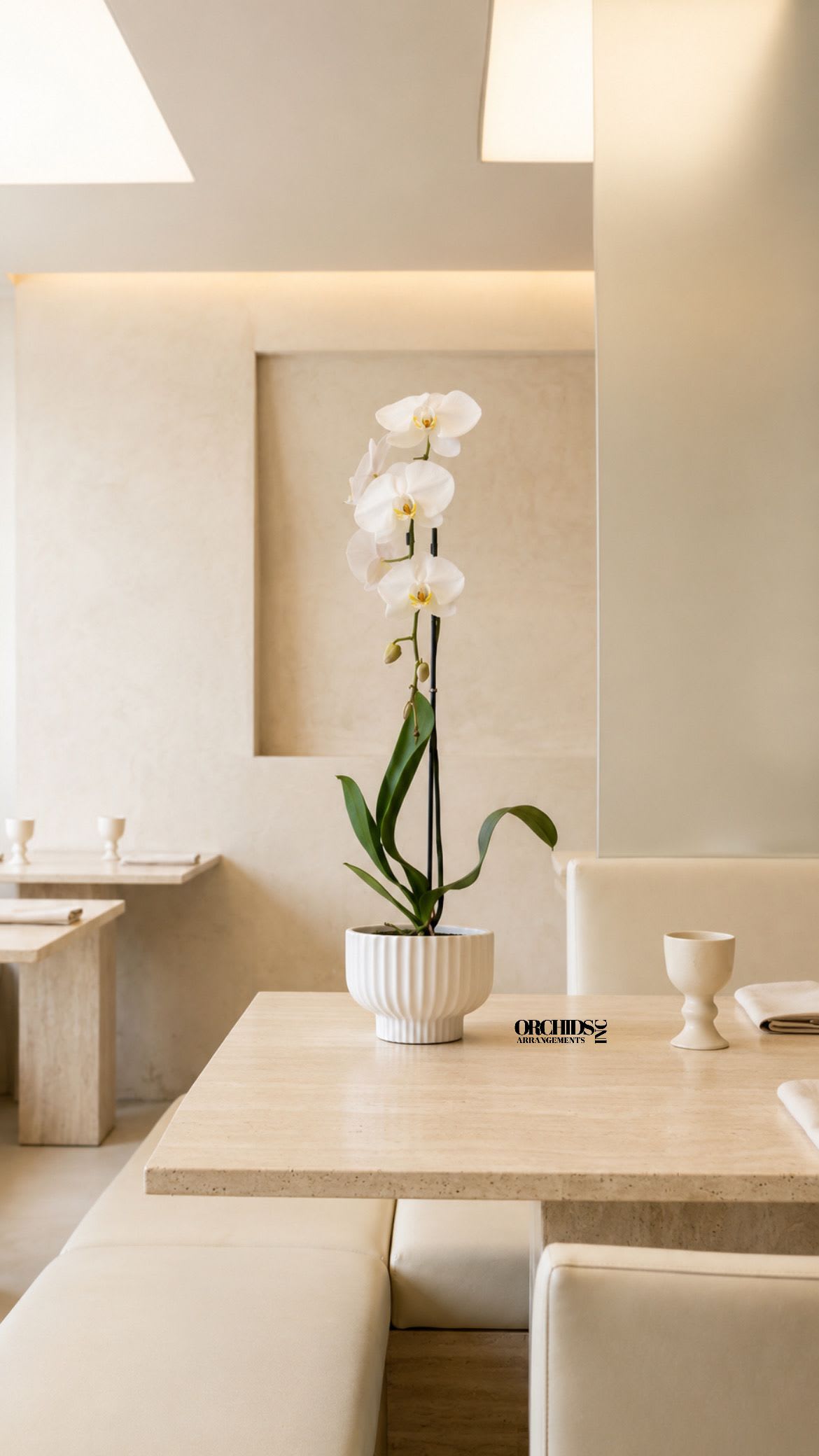 White Phalaenopsis Orchid – Orchid Delivery Miami - A luxury Single White Phalaenopsis orchid designed for gifting. We offer flower delivery, same day flower delivery, orchid delivery, and same day orchid delivery in Miami. Buy orchids online with and fast delivery across Miami.