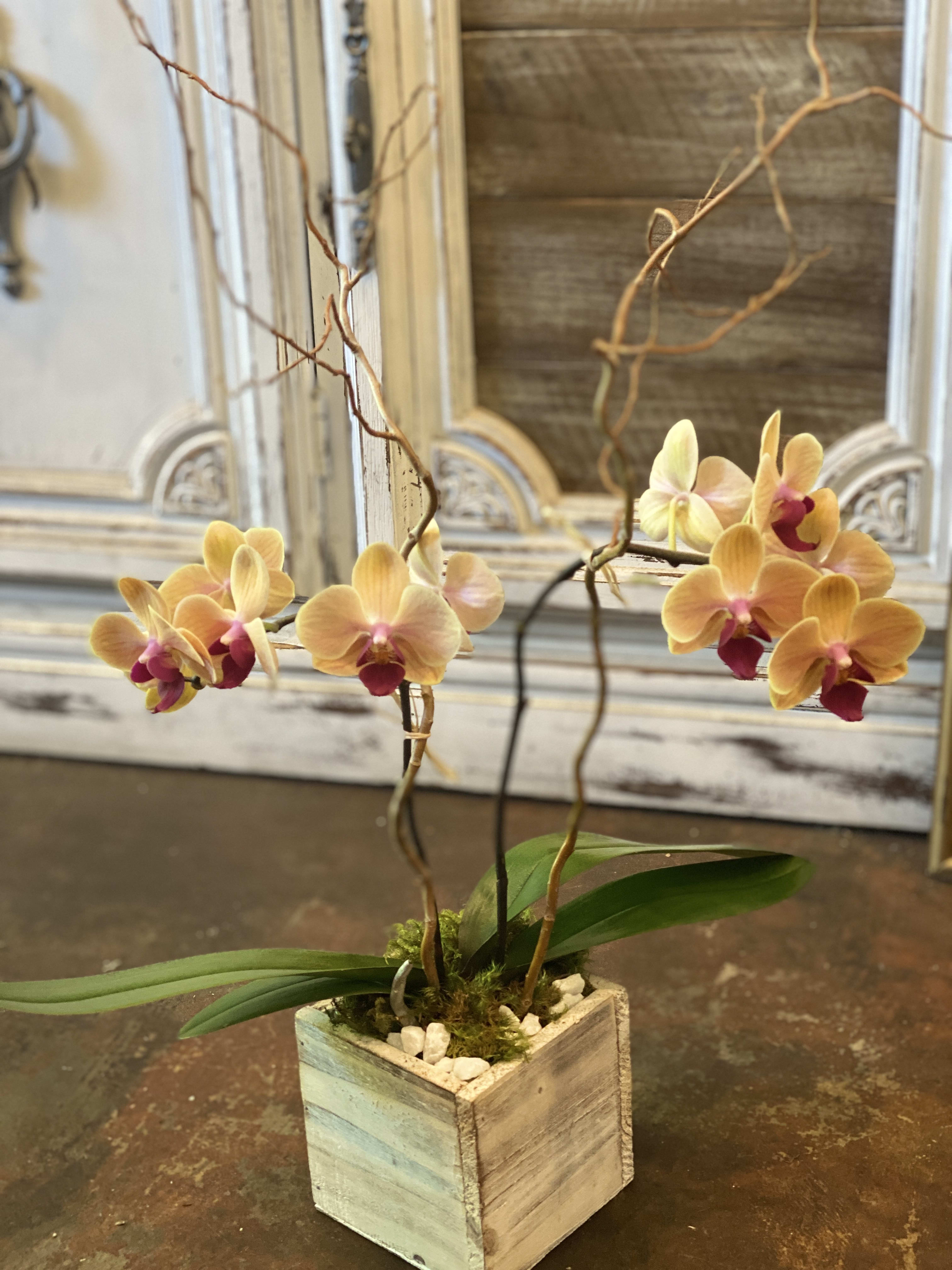  Phalaenopsis Orchid  - MINI Phalaenopsis OrchidA 3" potted plant Approx. 14" H. Containers and colors with vary with availability. 