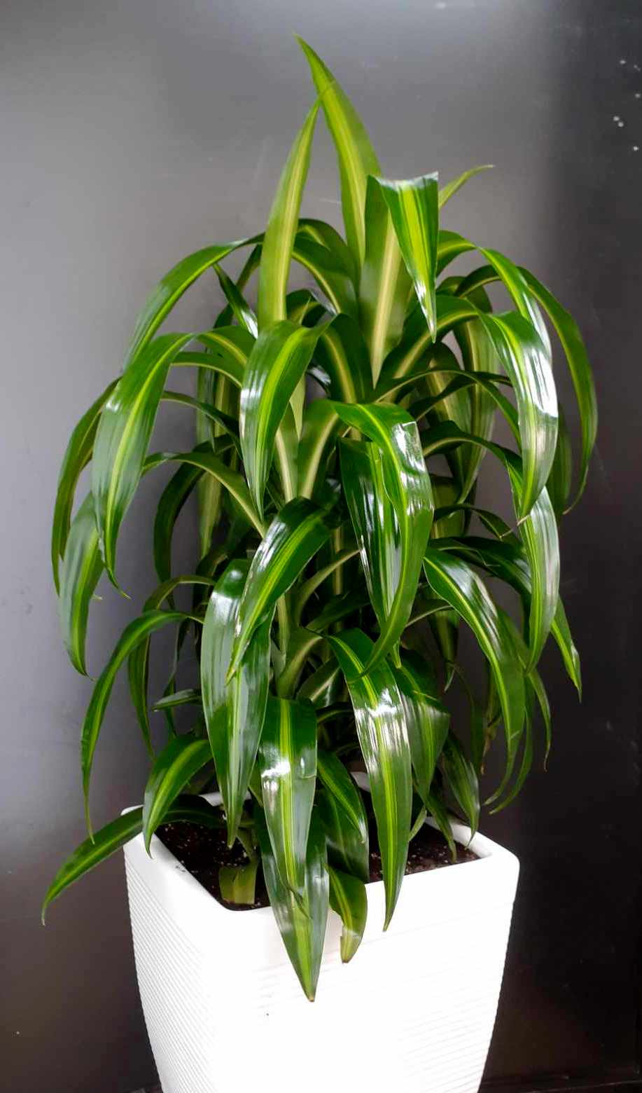 Potted dracaena plant in a white square planter