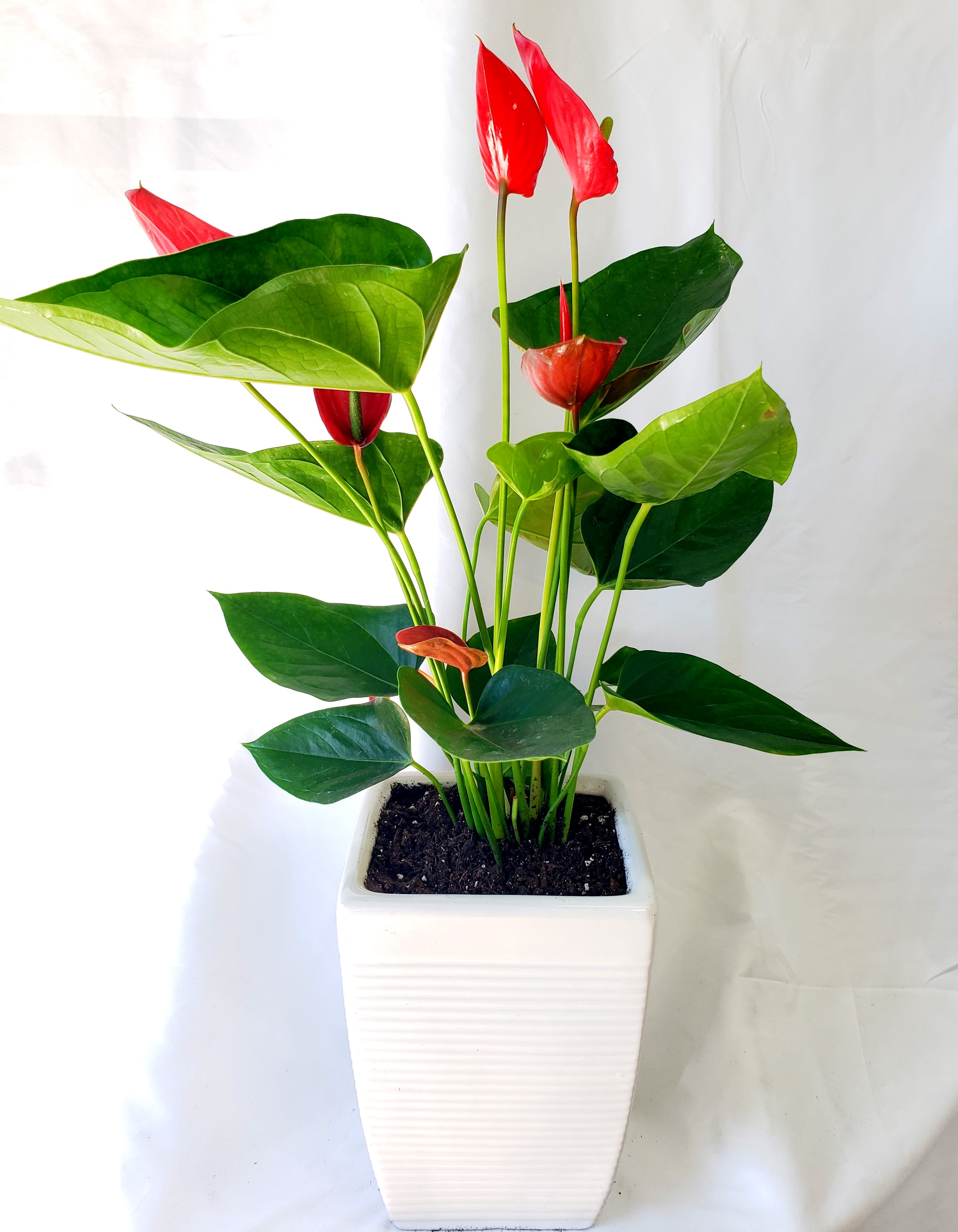 Potted anthurium plant with red blooms in a white square planter