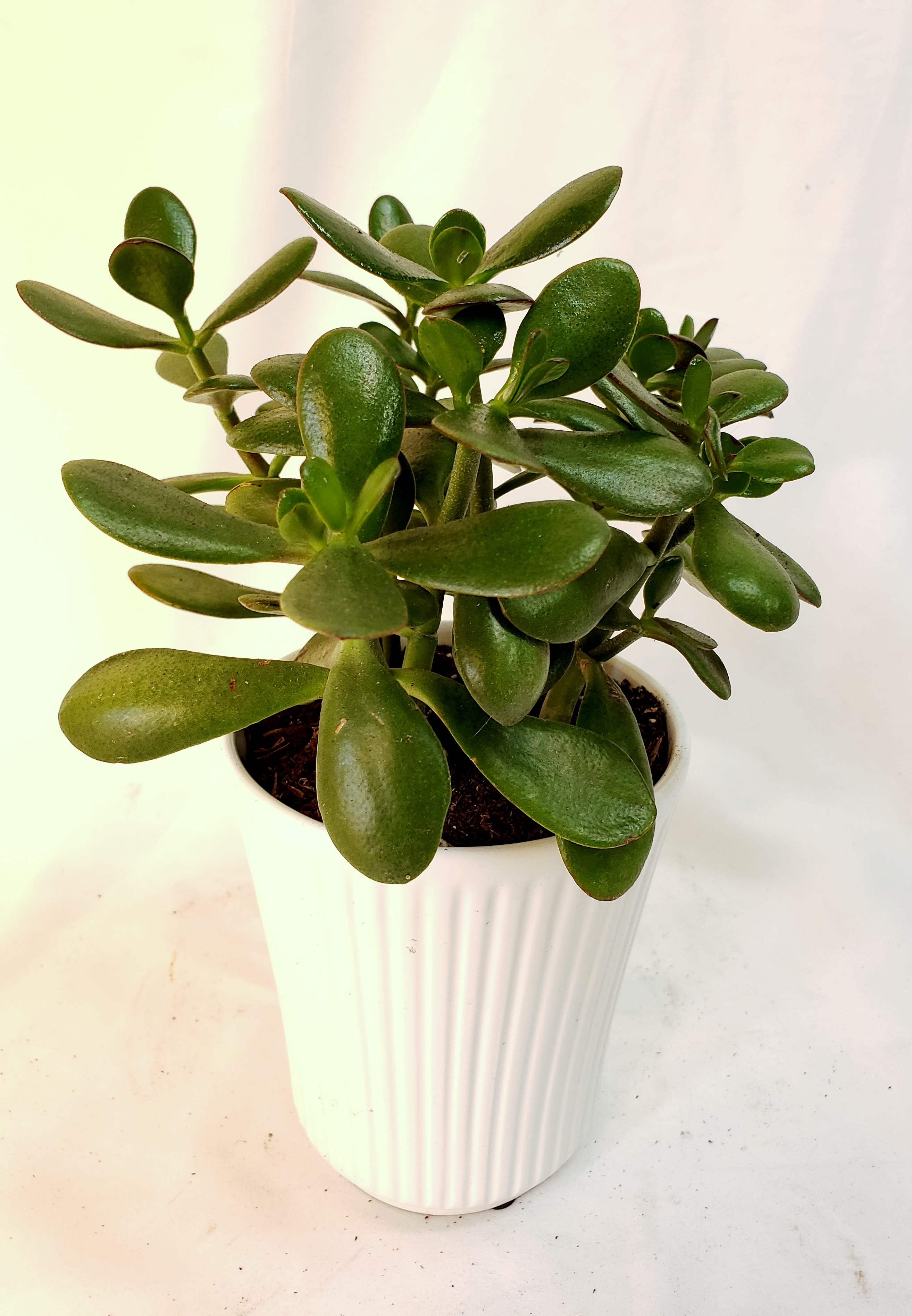 Potted jade plant in a white ribbed planter